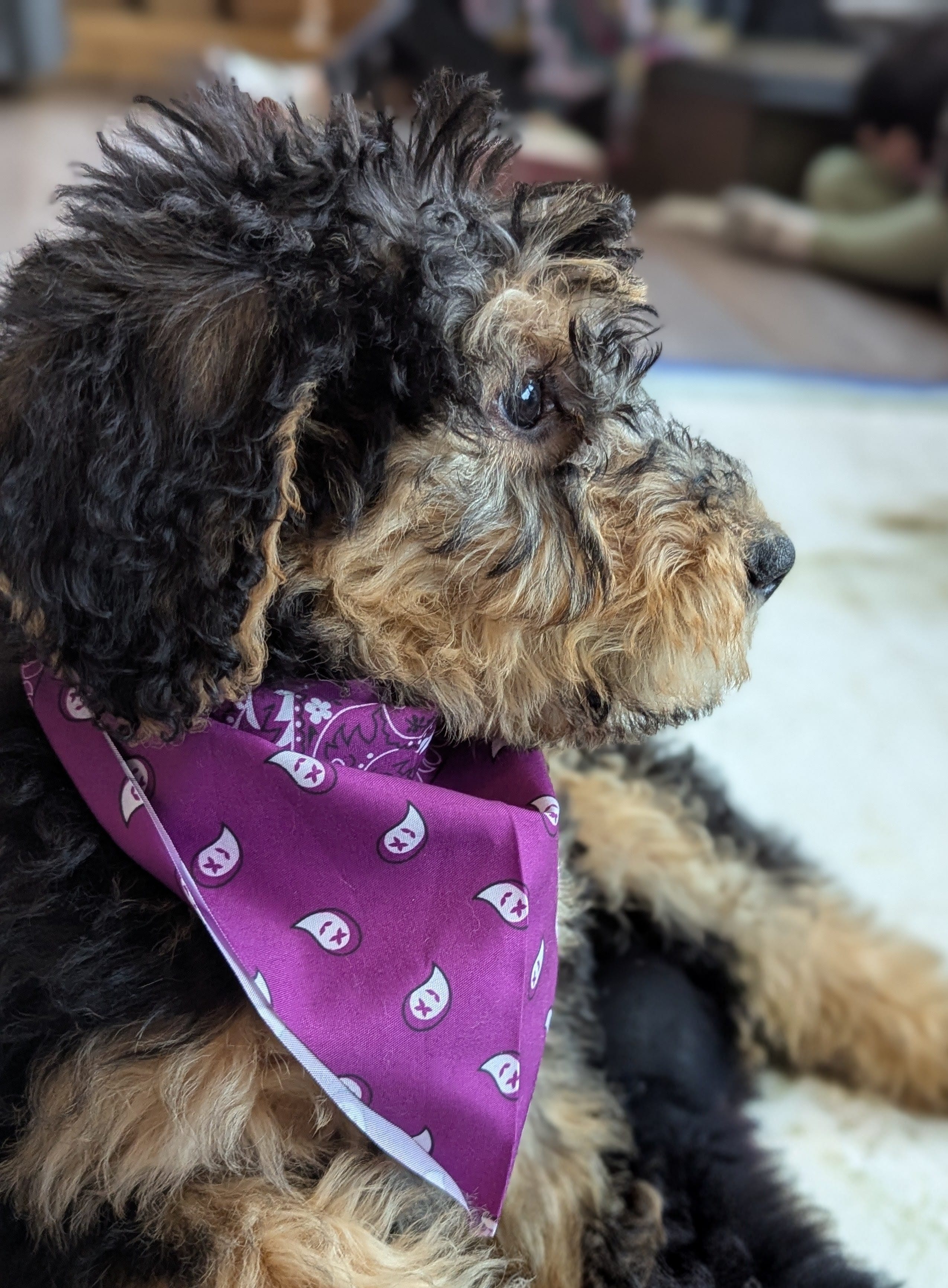 Maple – Airedale Terrier, Poodle - Standard  puppy for sale in Woodland, WA