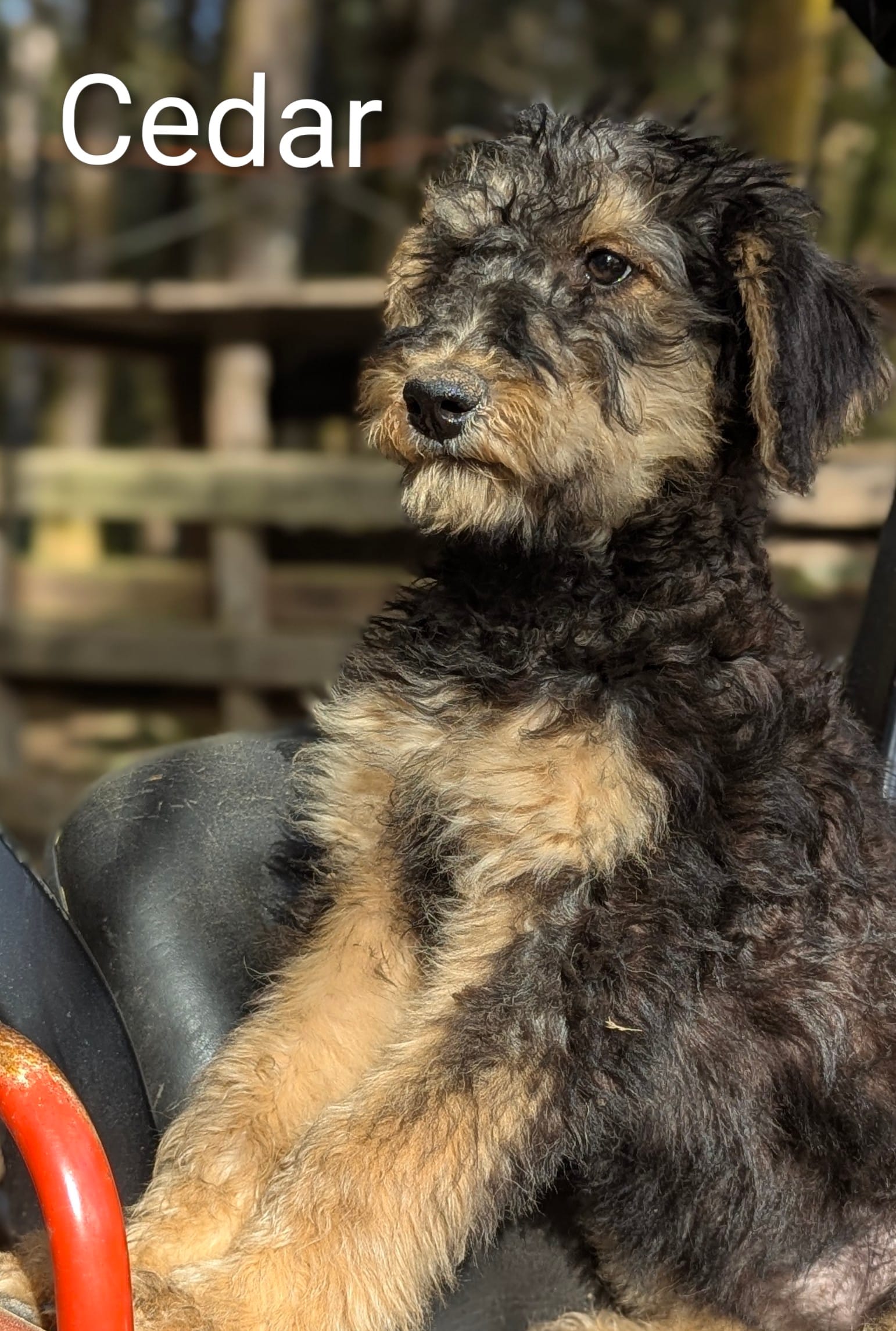 Cedar – Airedale Terrier, Poodle - Standard  puppy for sale in Woodland, WA