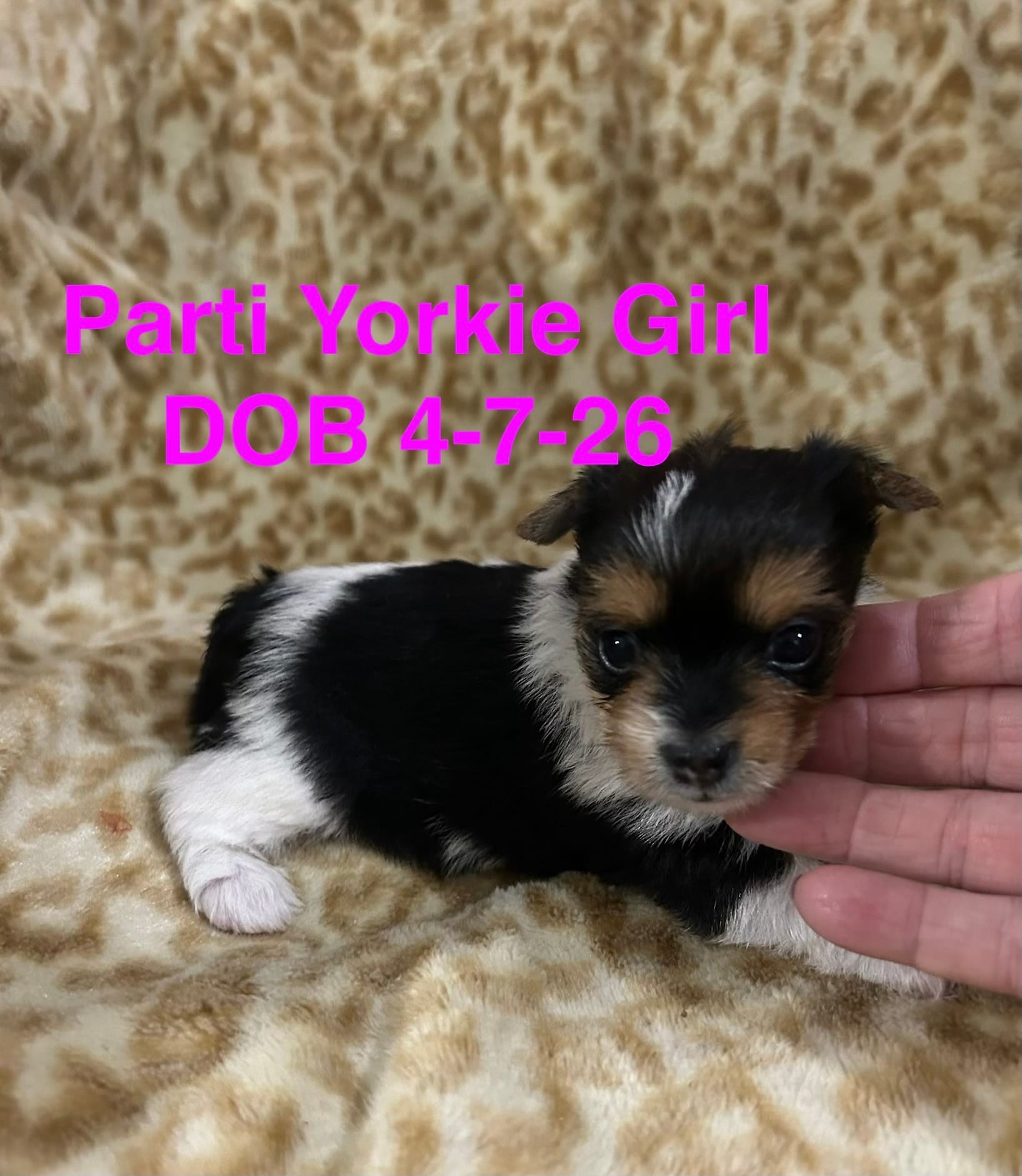 Sierra  – Yorkshire Terrier puppy for sale in Atoka, OK