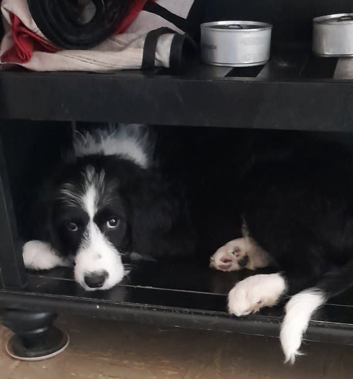 Loveable baby girl – Bordoodle puppy for sale in Marysville, OH