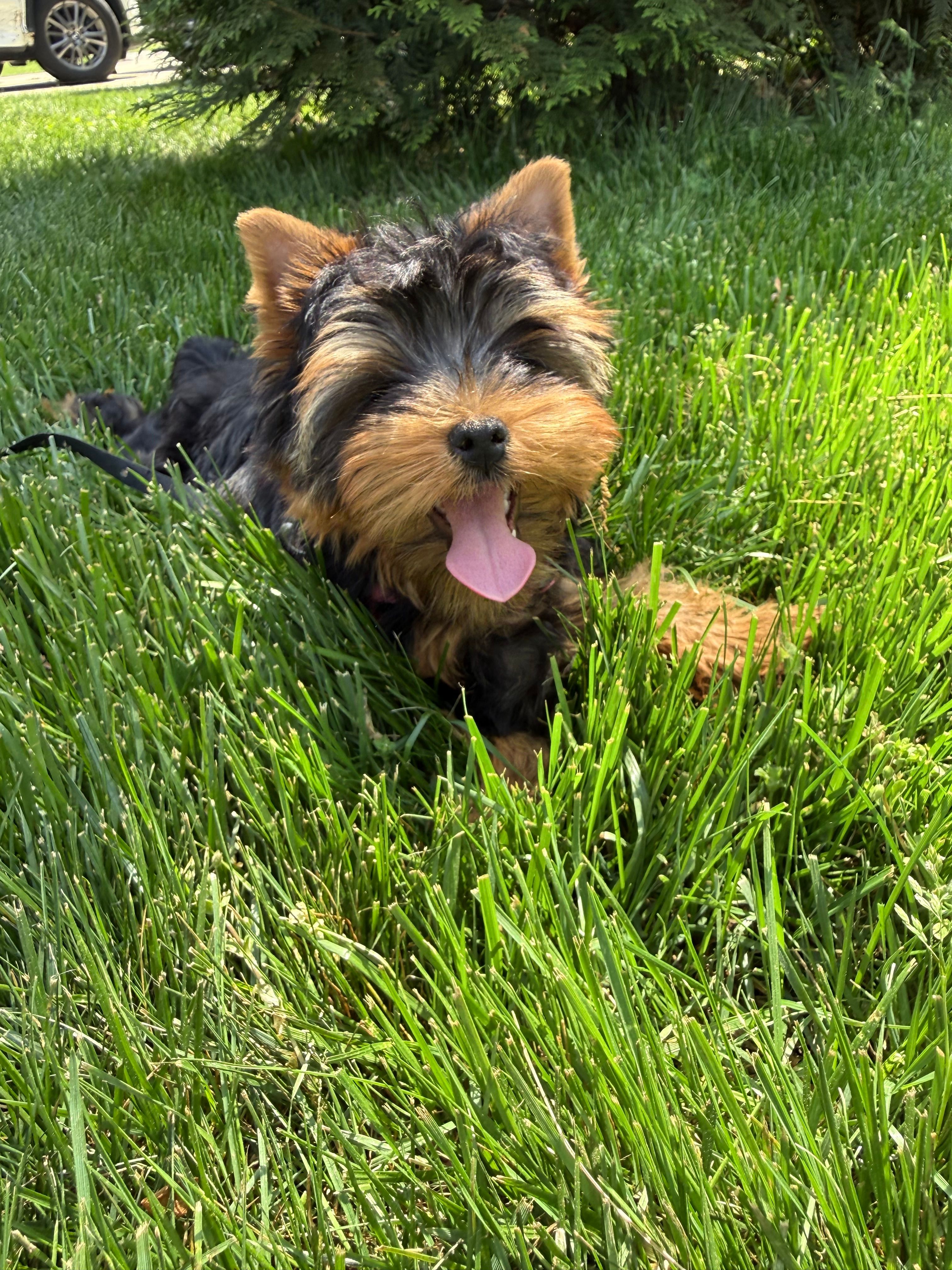 Tobie – Yorkshire Terrier puppy for sale in Charlotte, NC