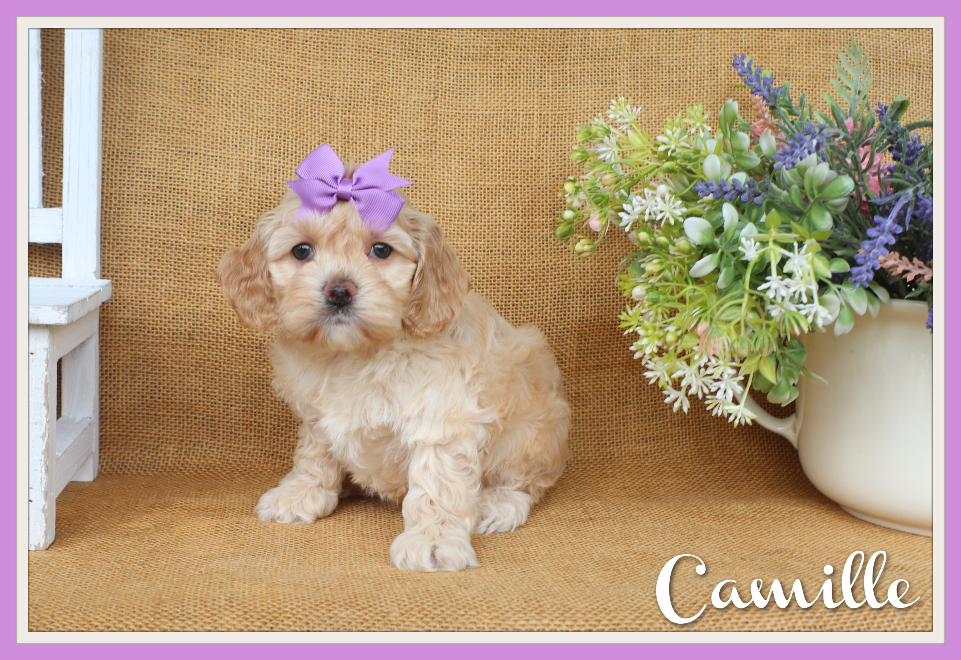 Camille – Cockapoo puppy for sale in Conway, AR