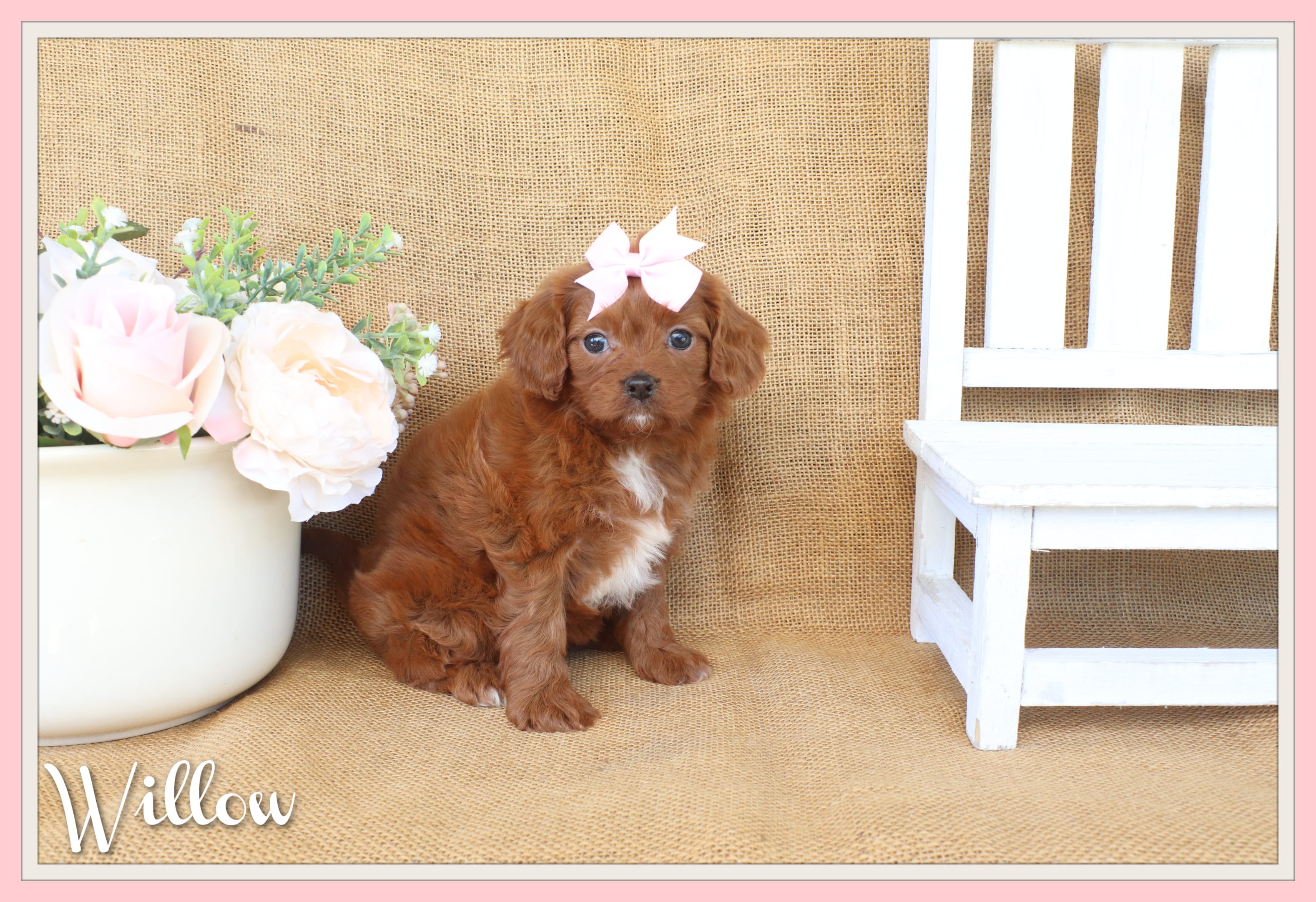 Willow – Cavapoo puppy for sale in Conway, AR