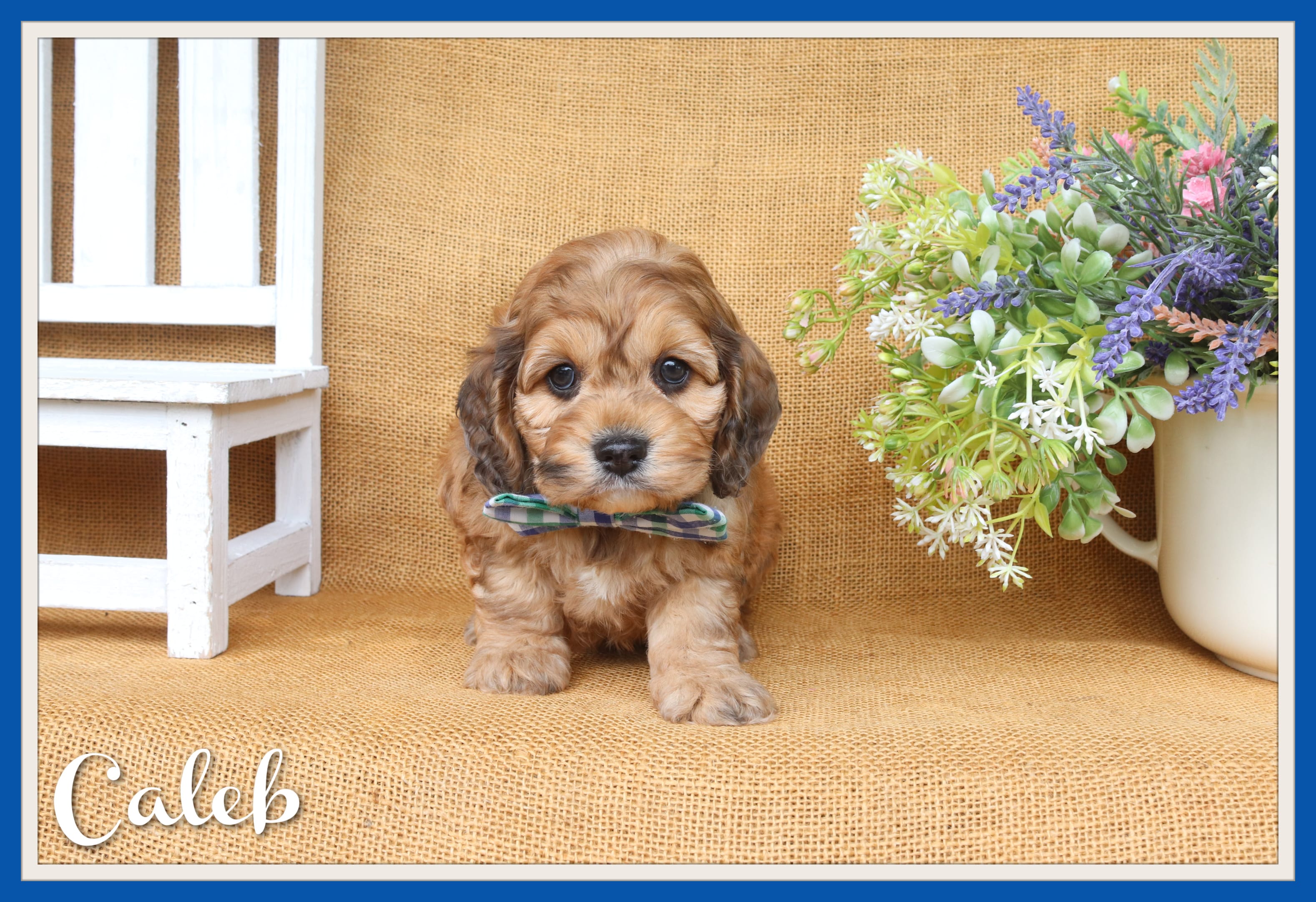 Caleb – Cockapoo puppy for sale in Conway, AR