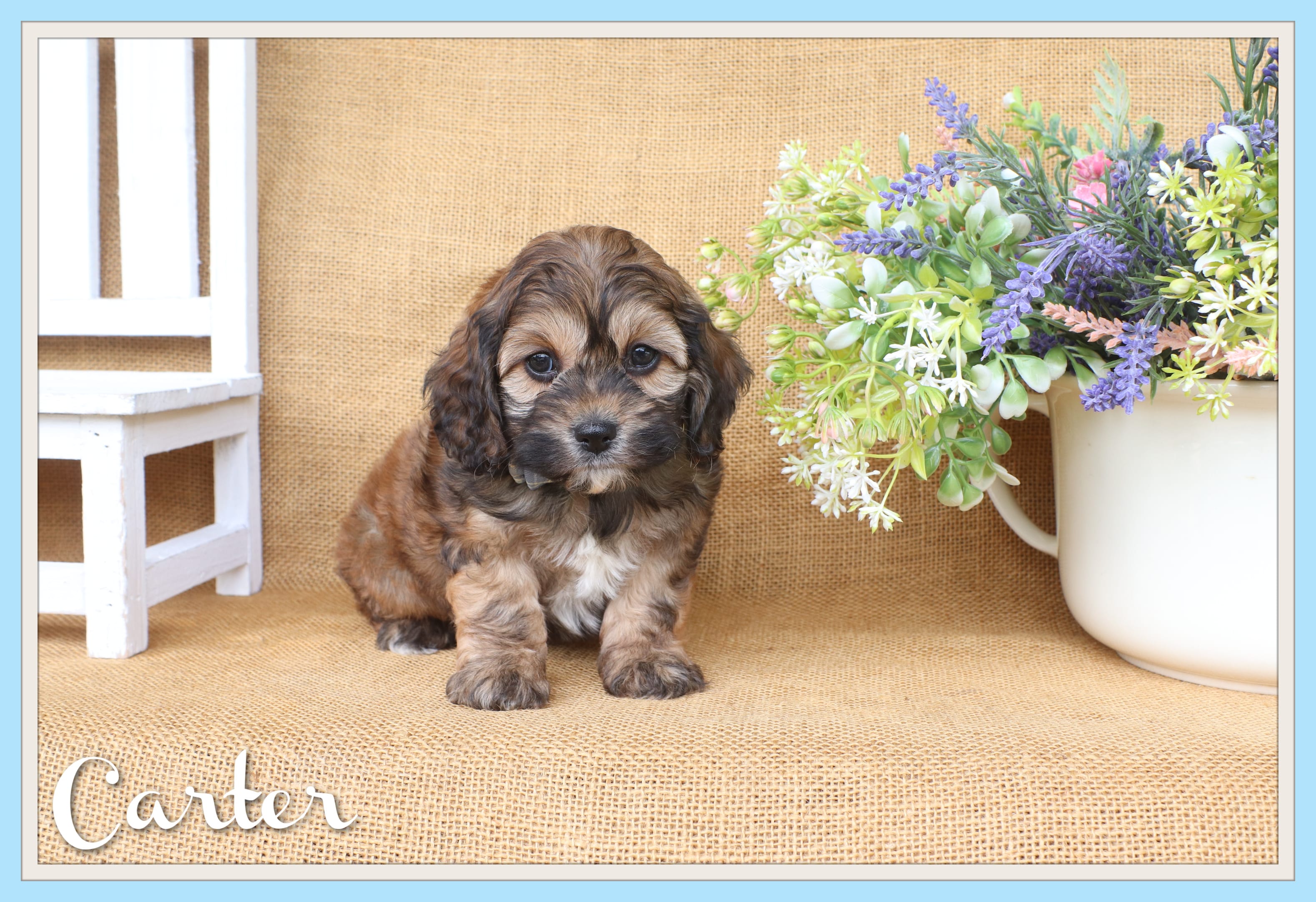 Carter – Cockapoo puppy for sale in Conway, AR