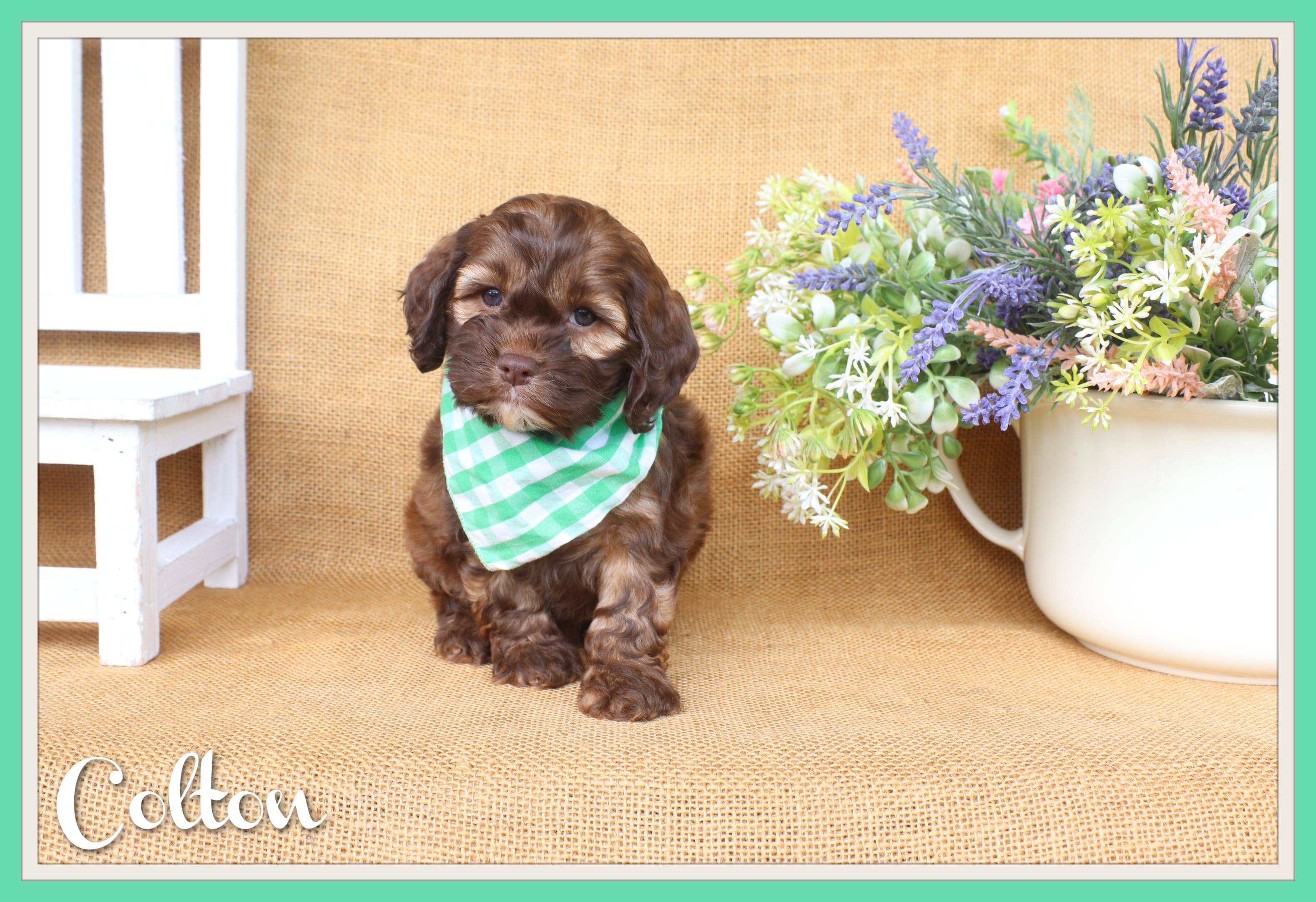 Colton – Cockapoo puppy for sale in Conway, AR