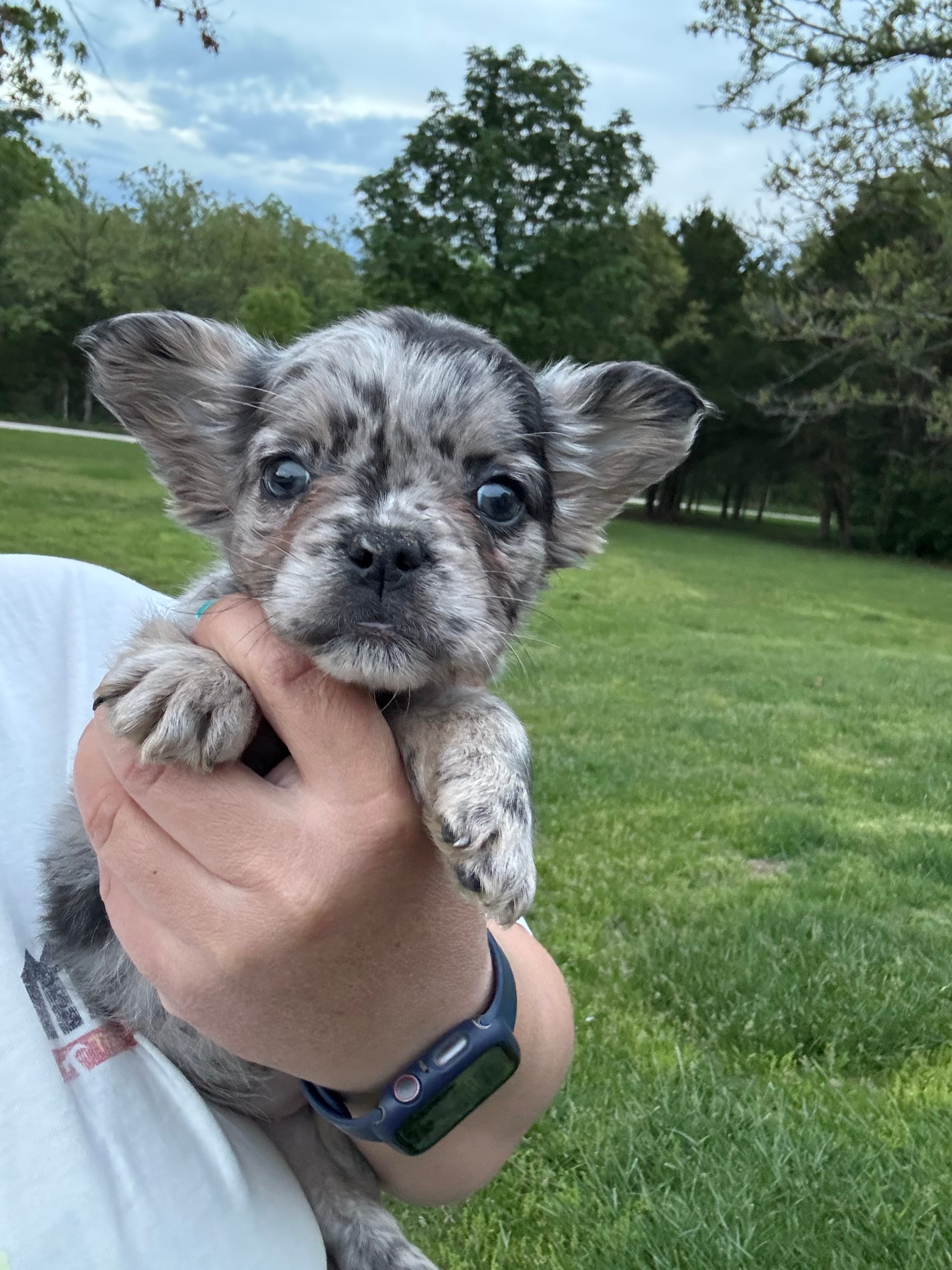 Tillie – French Bulldog puppy for sale in Rolla, MO