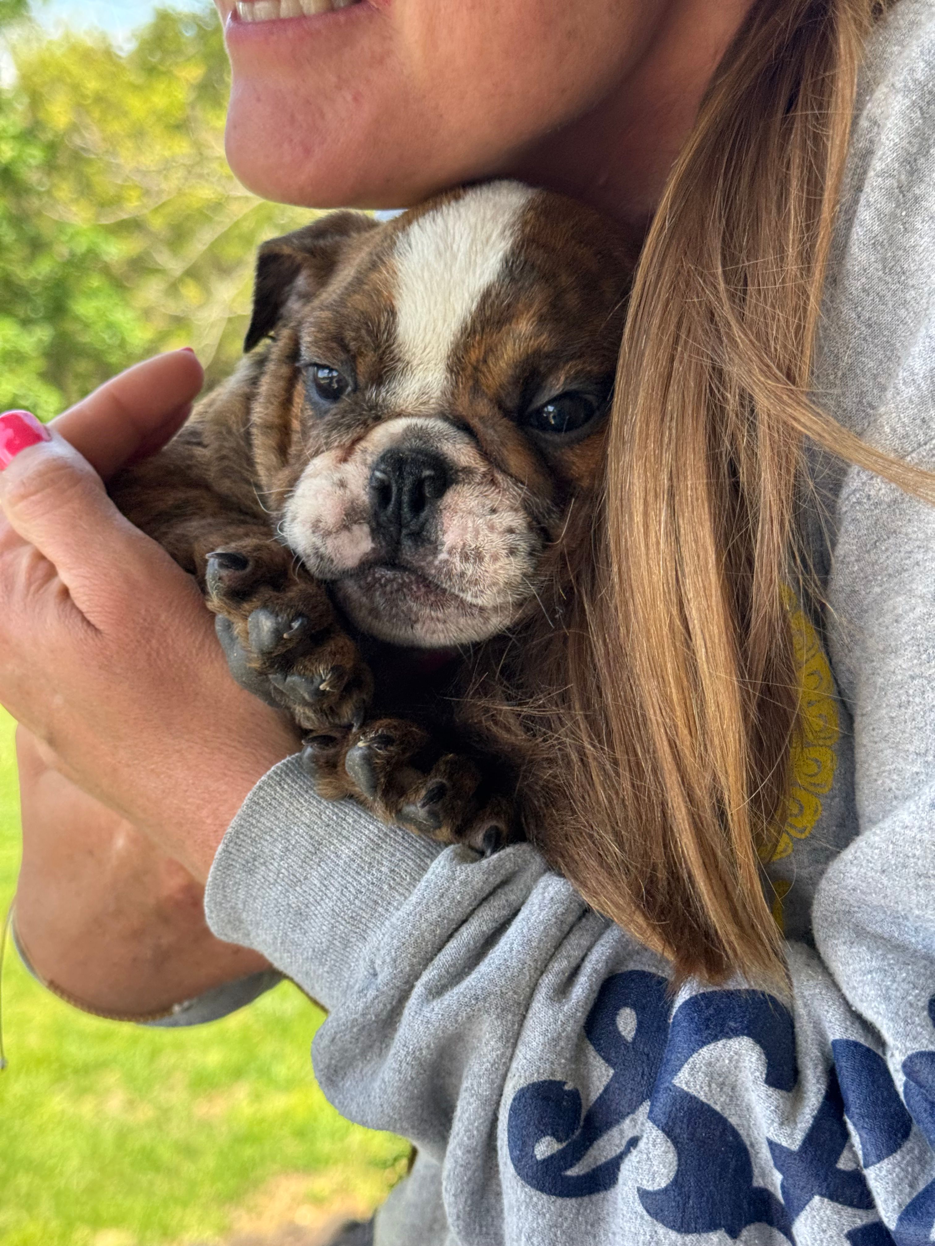 Martin – English Bulldog puppy for sale in Rolla, MO