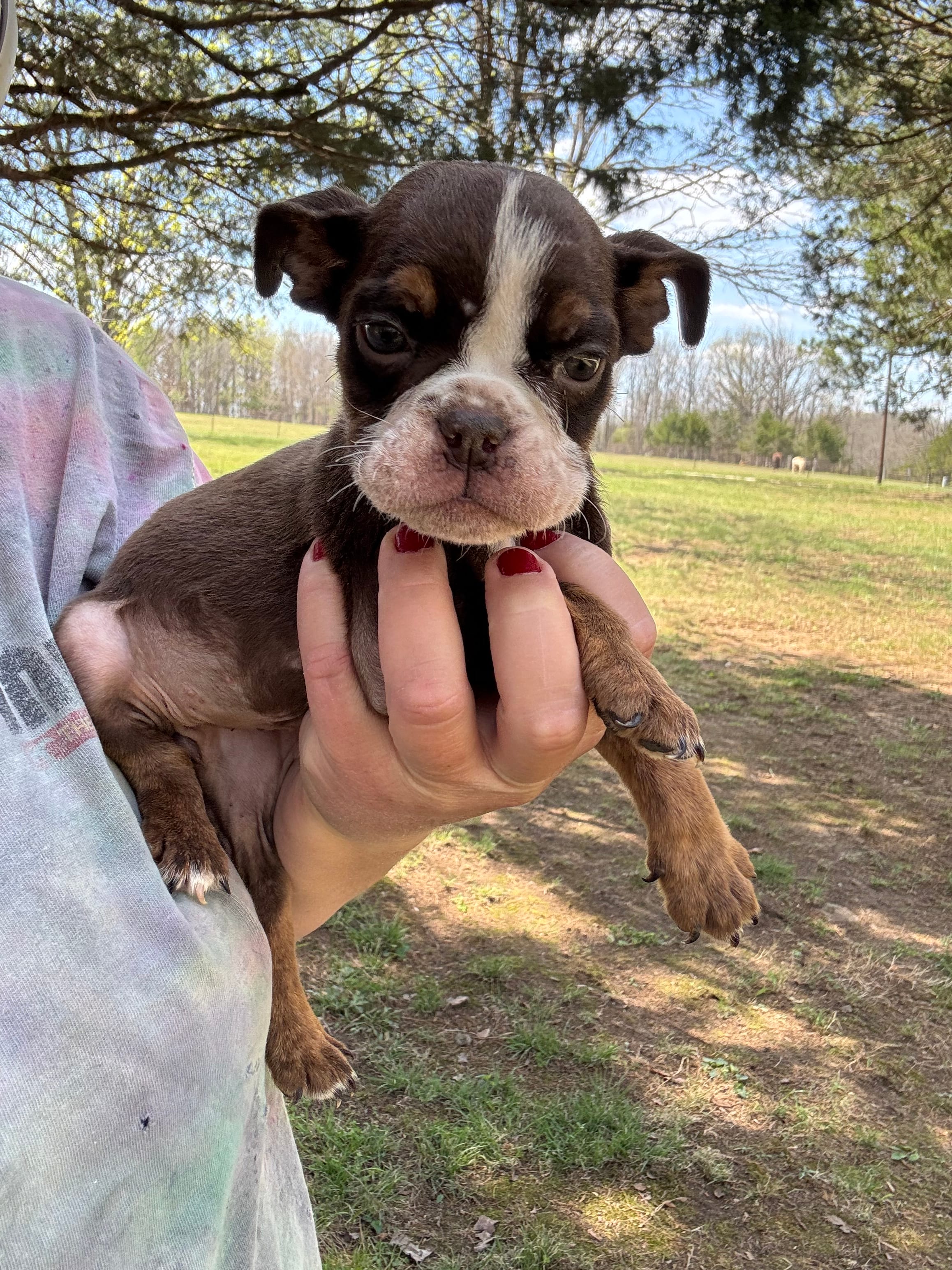 Miranda – English Bulldog puppy for sale in Rolla, MO