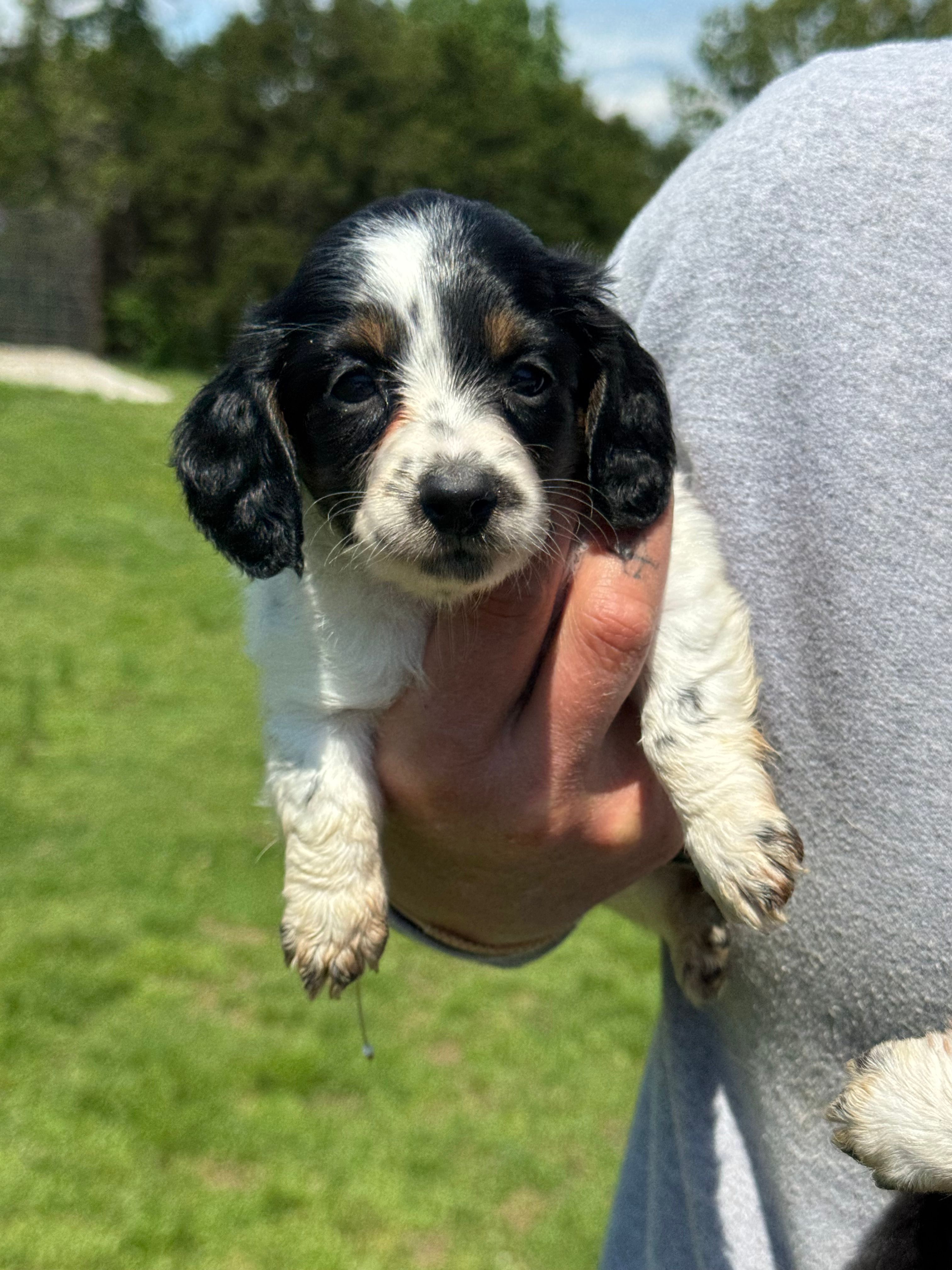 Lacey – Miniature Dachshund puppy for sale in Rolla, MO