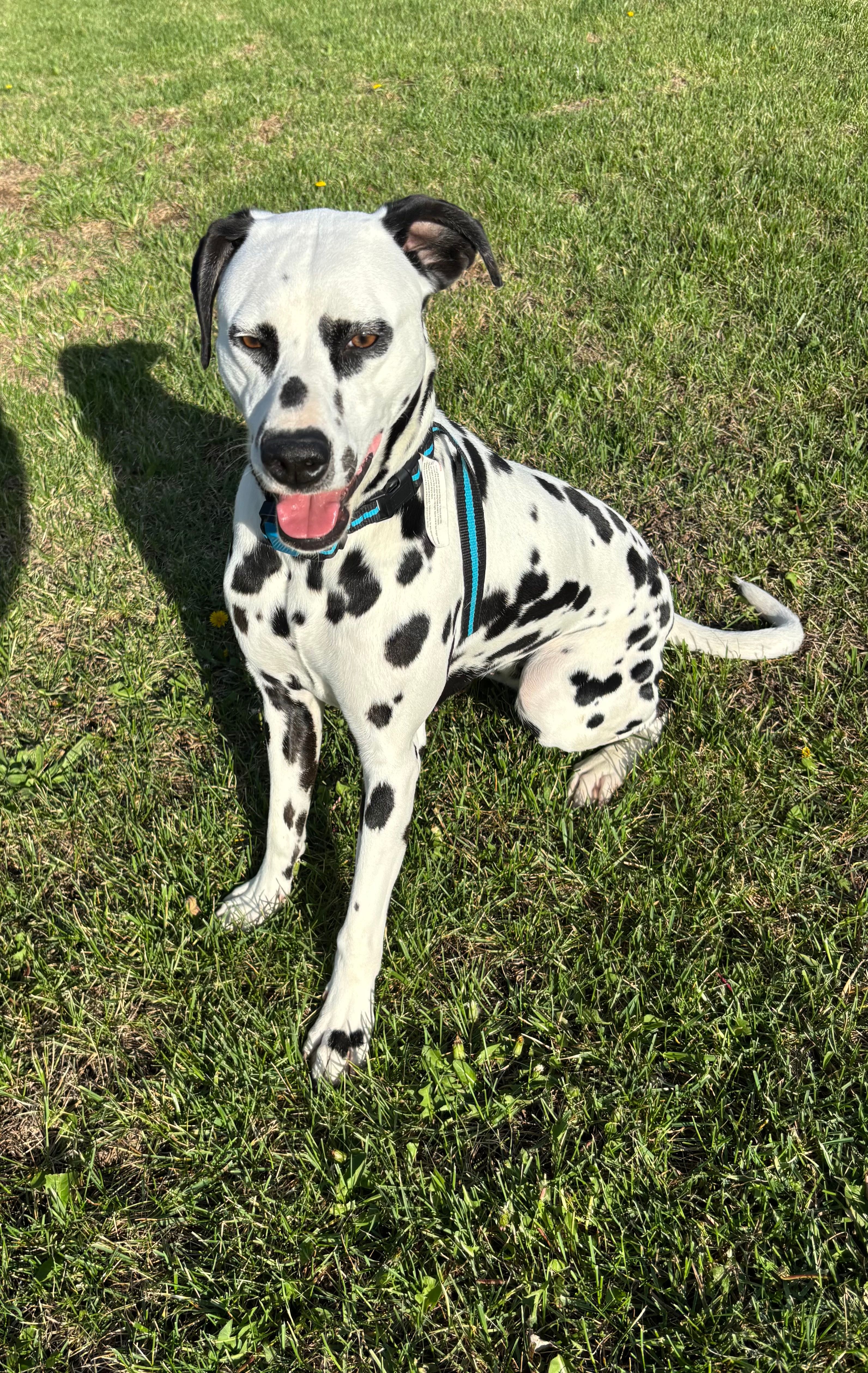 Pickles  – Dalmatian puppy for sale in Rolla, MO
