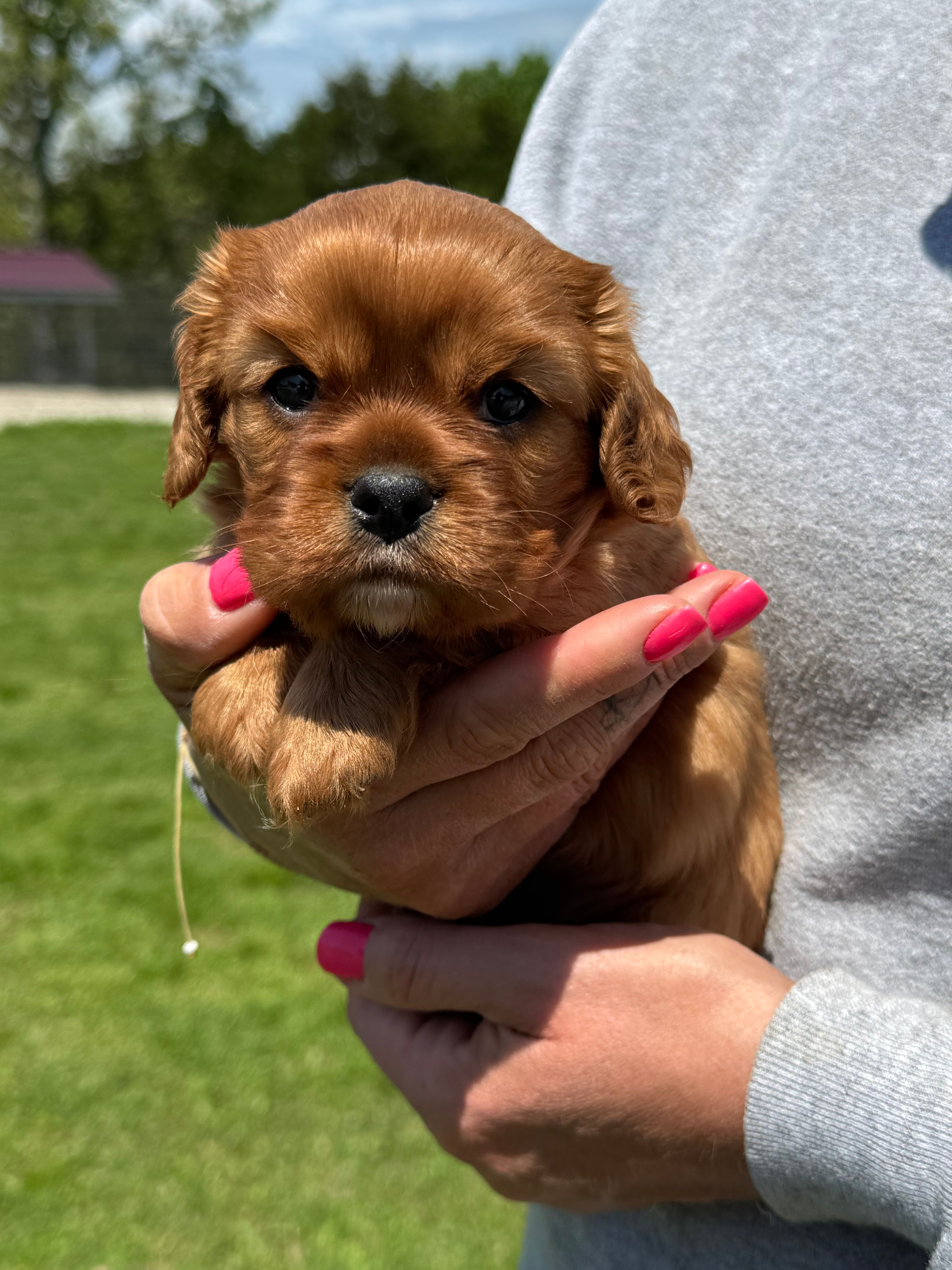 Liam – Cavalier King Charles Spaniel puppy for sale in Rolla, MO