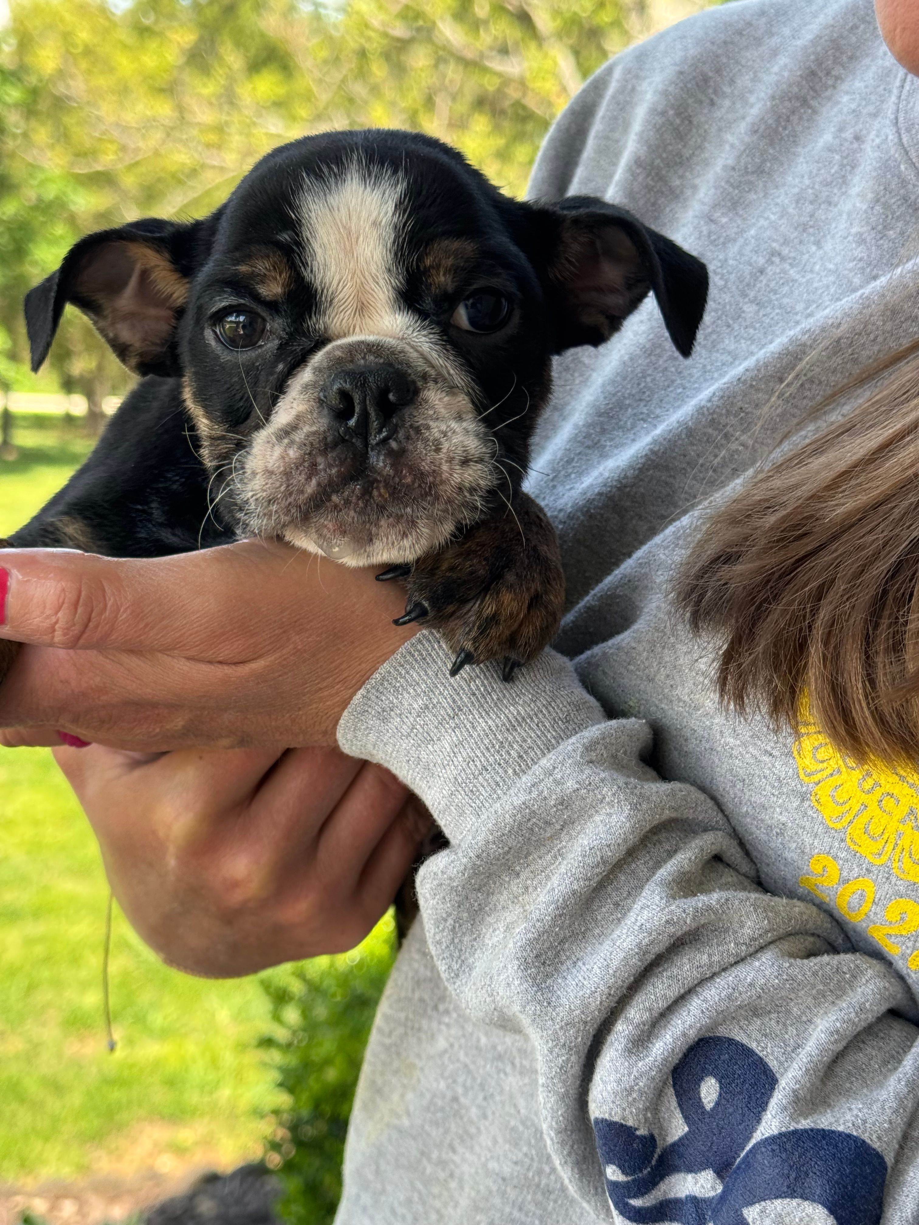 Marvin – English Bulldog puppy for sale in Rolla, MO