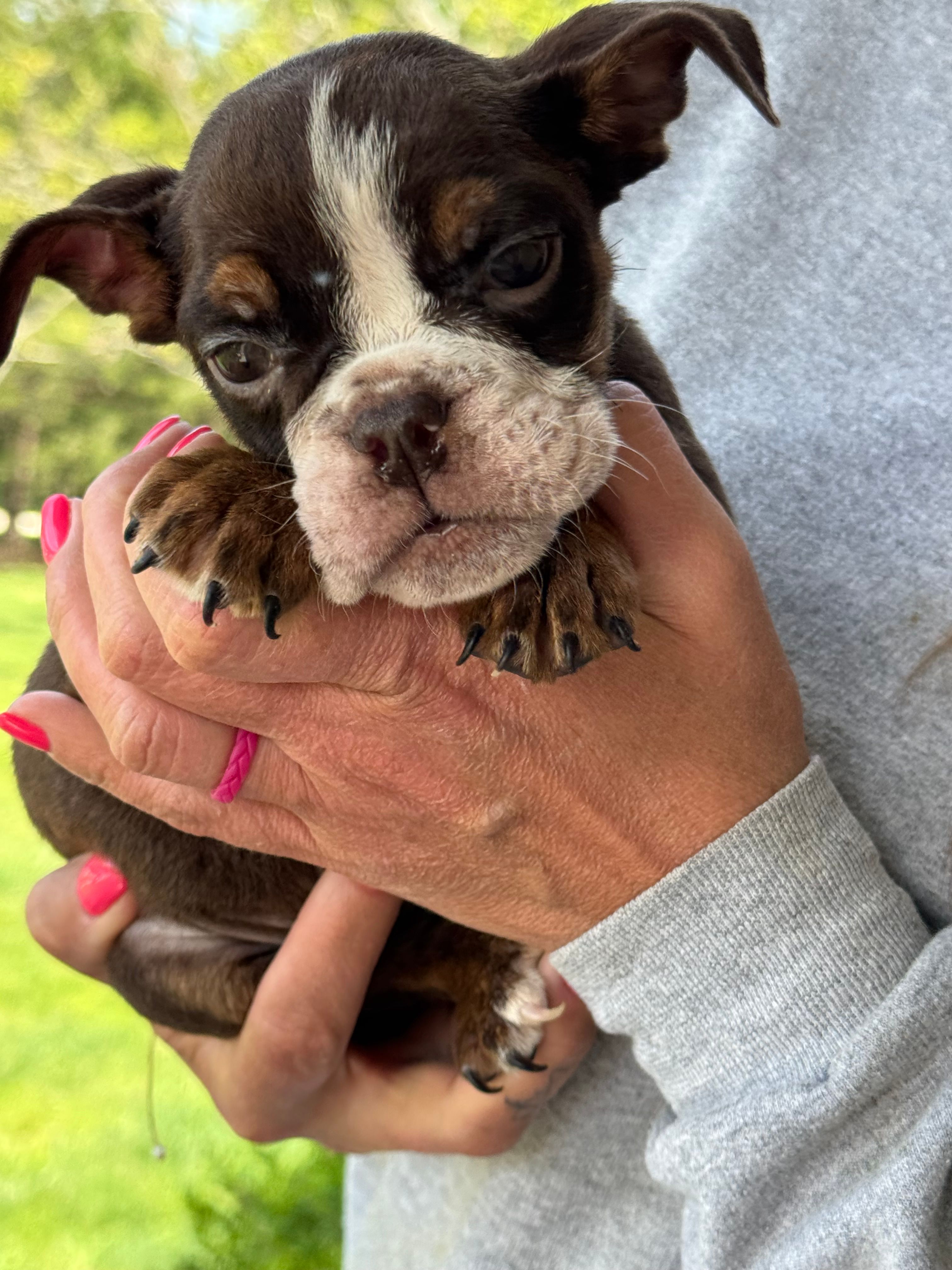 Miranda – English Bulldog puppy for sale in Rolla, MO
