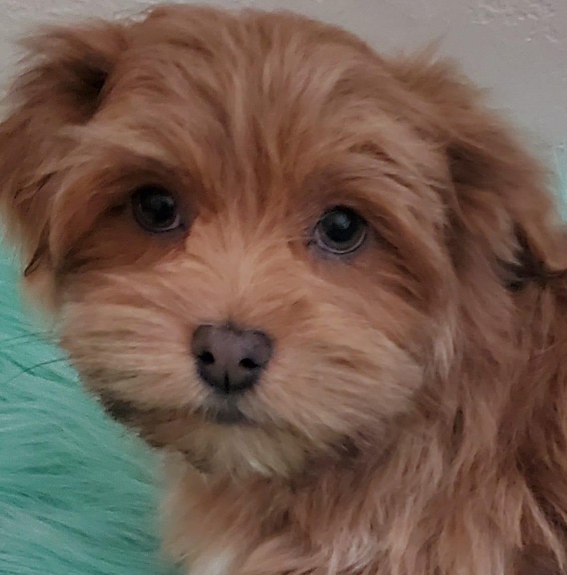 Akc Ch.Grt.Gr.Sire Red M