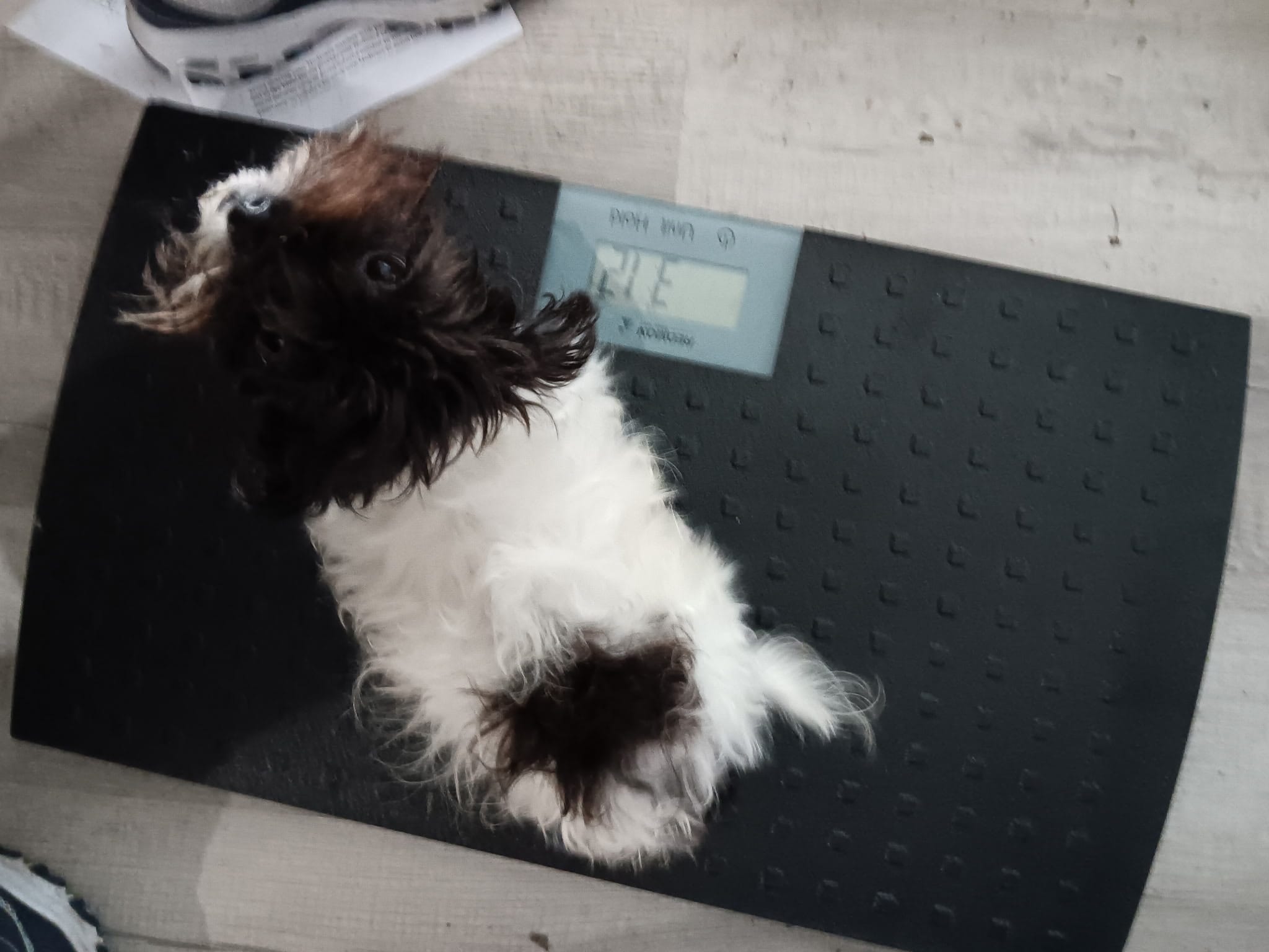 Pixie Tiny Havashu  – Havanese, Shih Tzu puppy for sale in Olean, NY