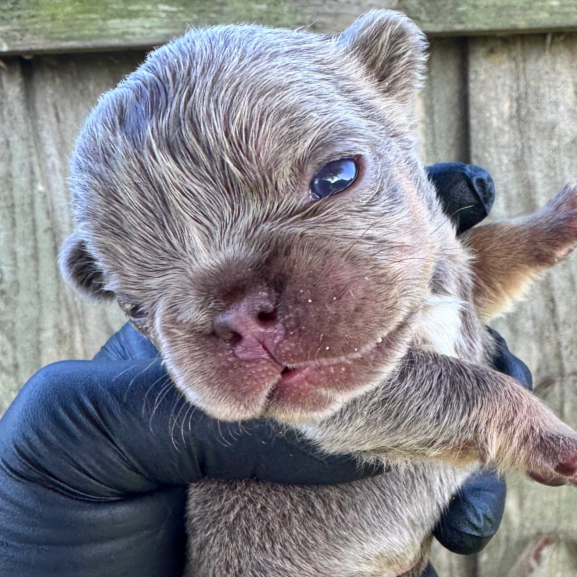 Isabella & tan male, a male French Bulldog for sale in Port Saint Lucie, FL – 2 of 3