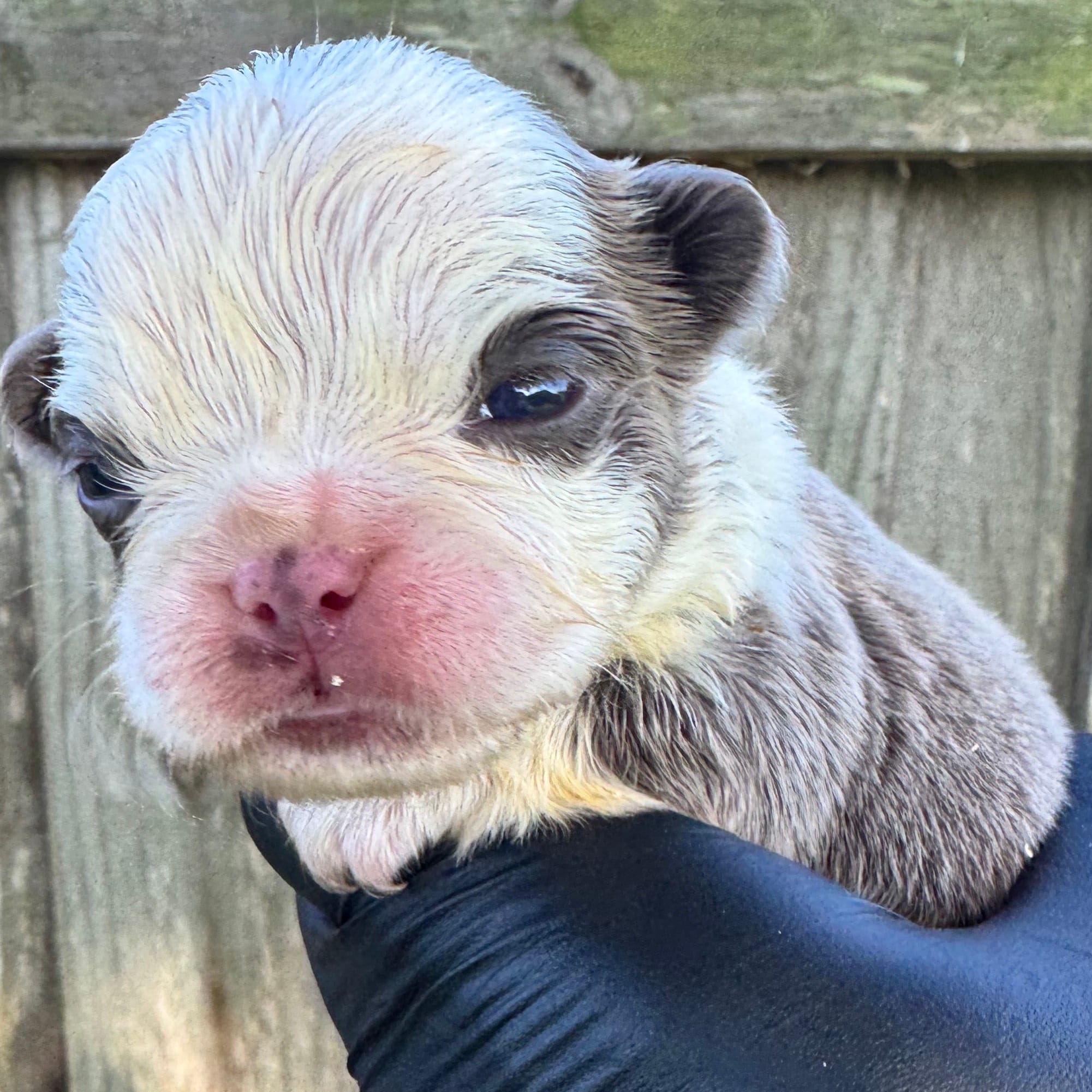 Fluffy Frenchie husky panda  female , a female French Bulldog for sale in Port Saint Lucie, FL – 3 of 3