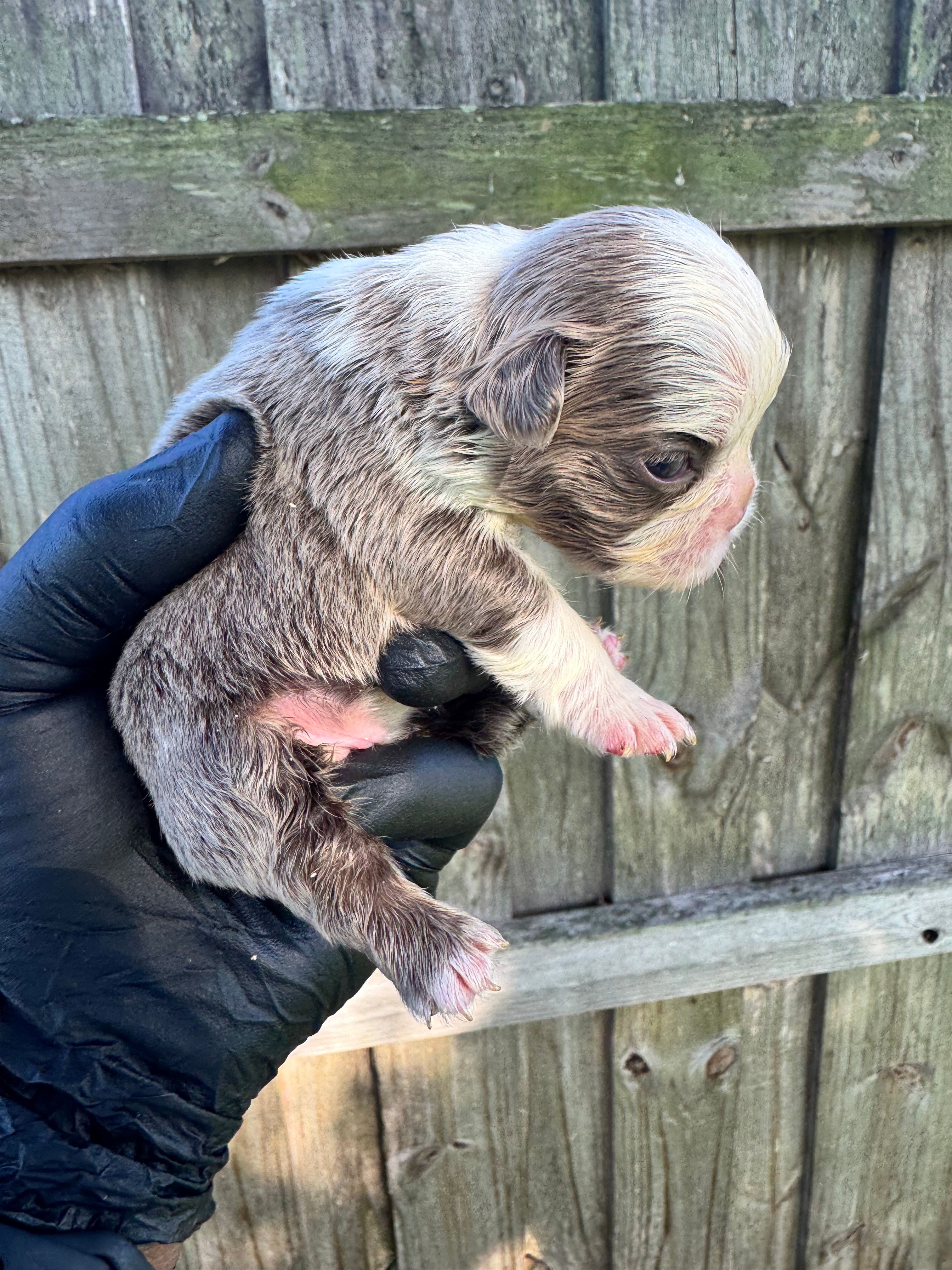 Fluffy Frenchie husky panda  female  – French Bulldog puppy for sale in Port Saint Lucie, FL