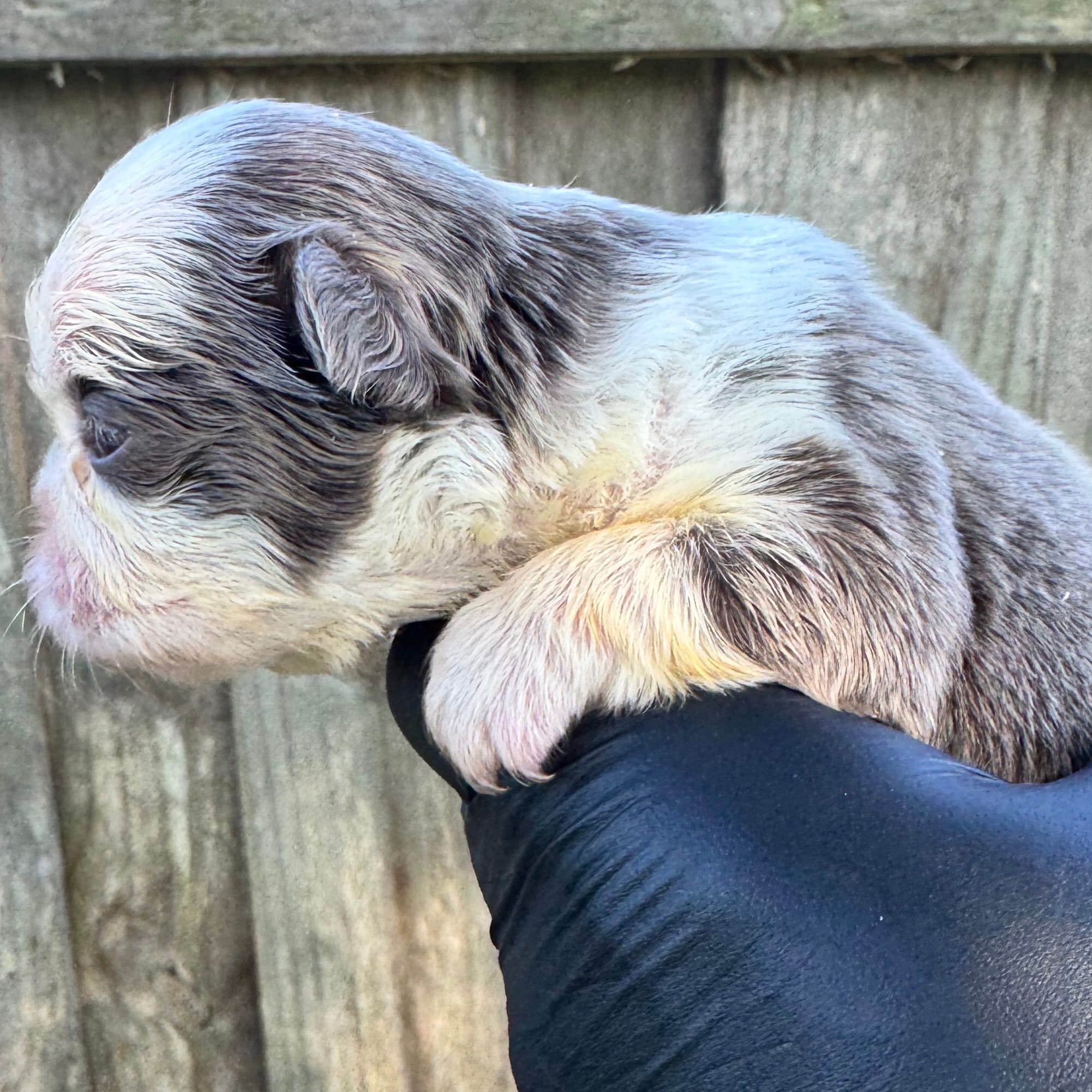 Fluffy Frenchie husky panda  female , a female French Bulldog for sale in Port Saint Lucie, FL – 2 of 3