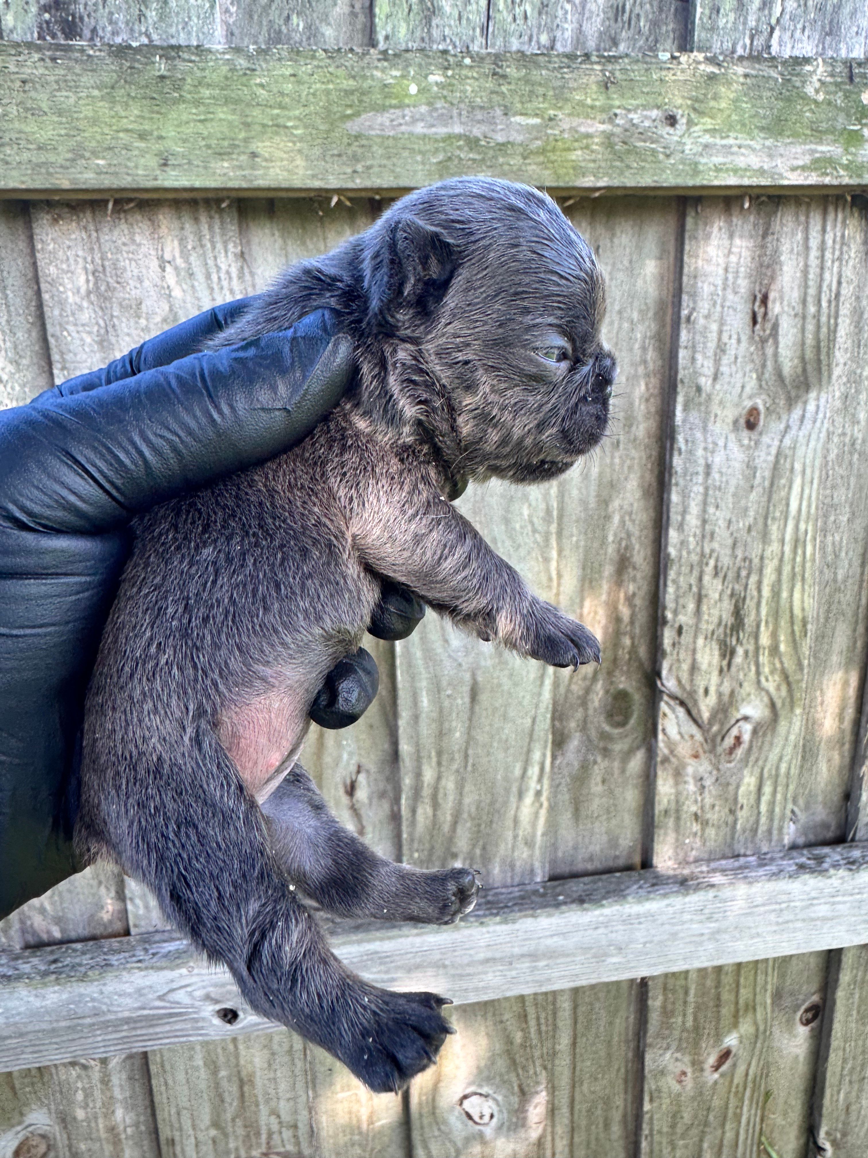 Blue female , a female French Bulldog for sale in Port Saint Lucie, FL – 3 of 4