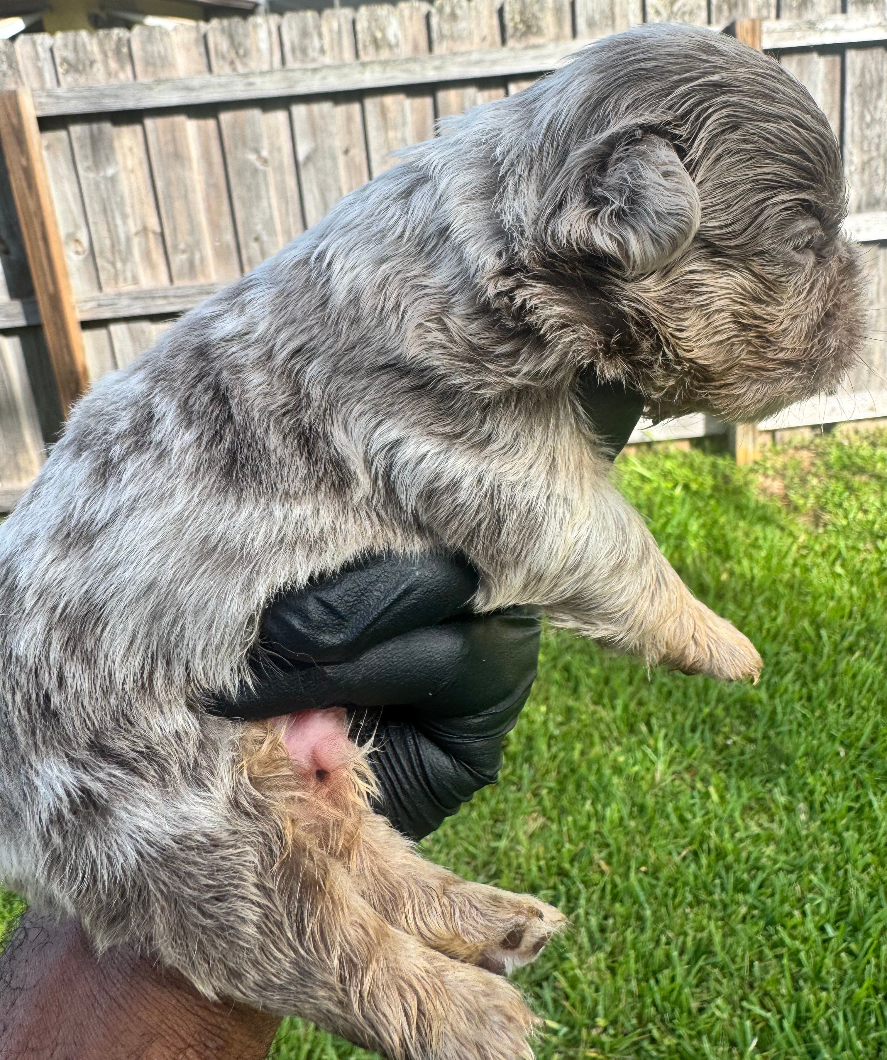 Isabella fluffy Merle male – French Bulldog puppy for sale in Port Saint Lucie, FL