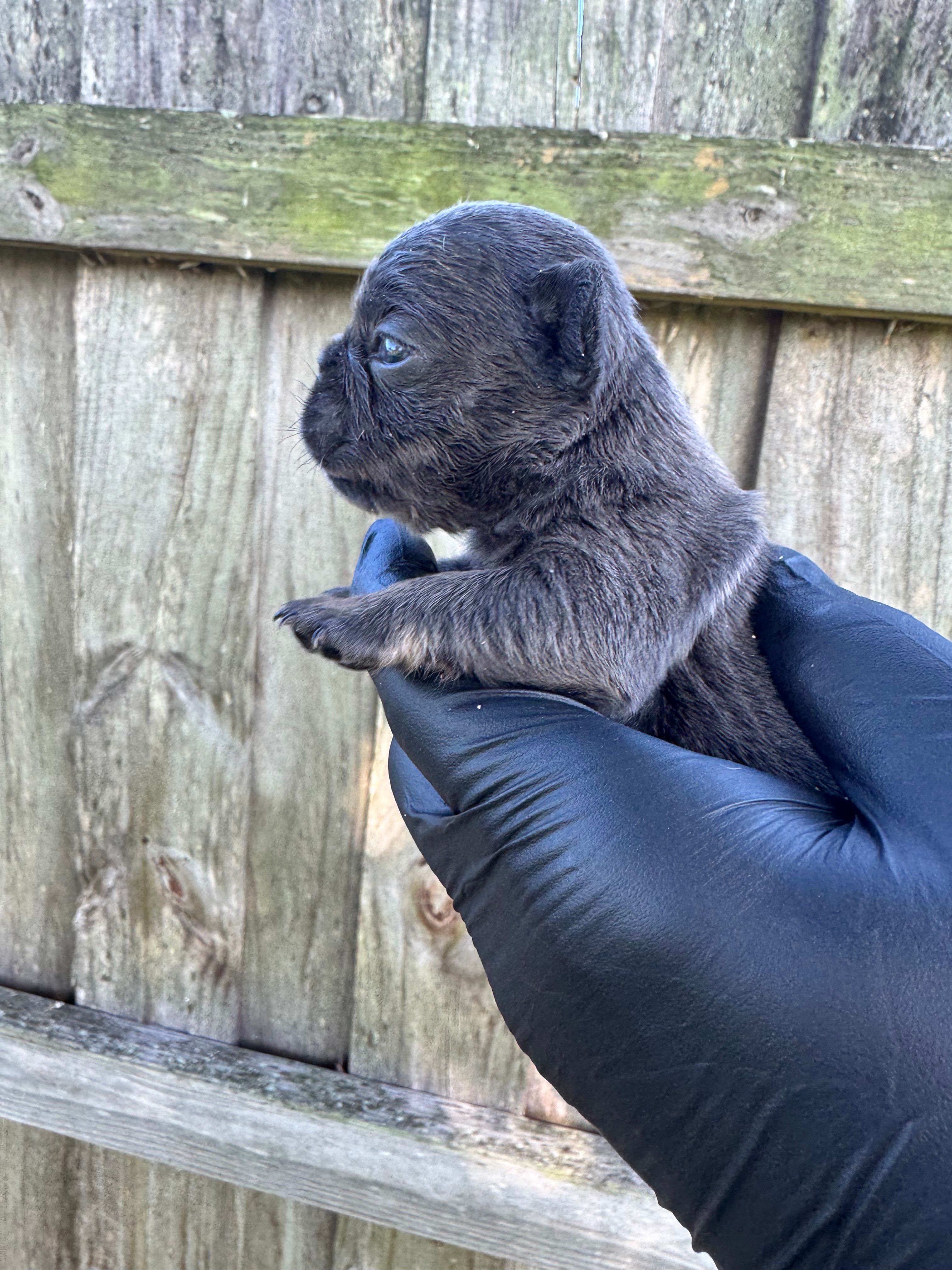 Blue female , a female French Bulldog for sale in Port Saint Lucie, FL – 4 of 4