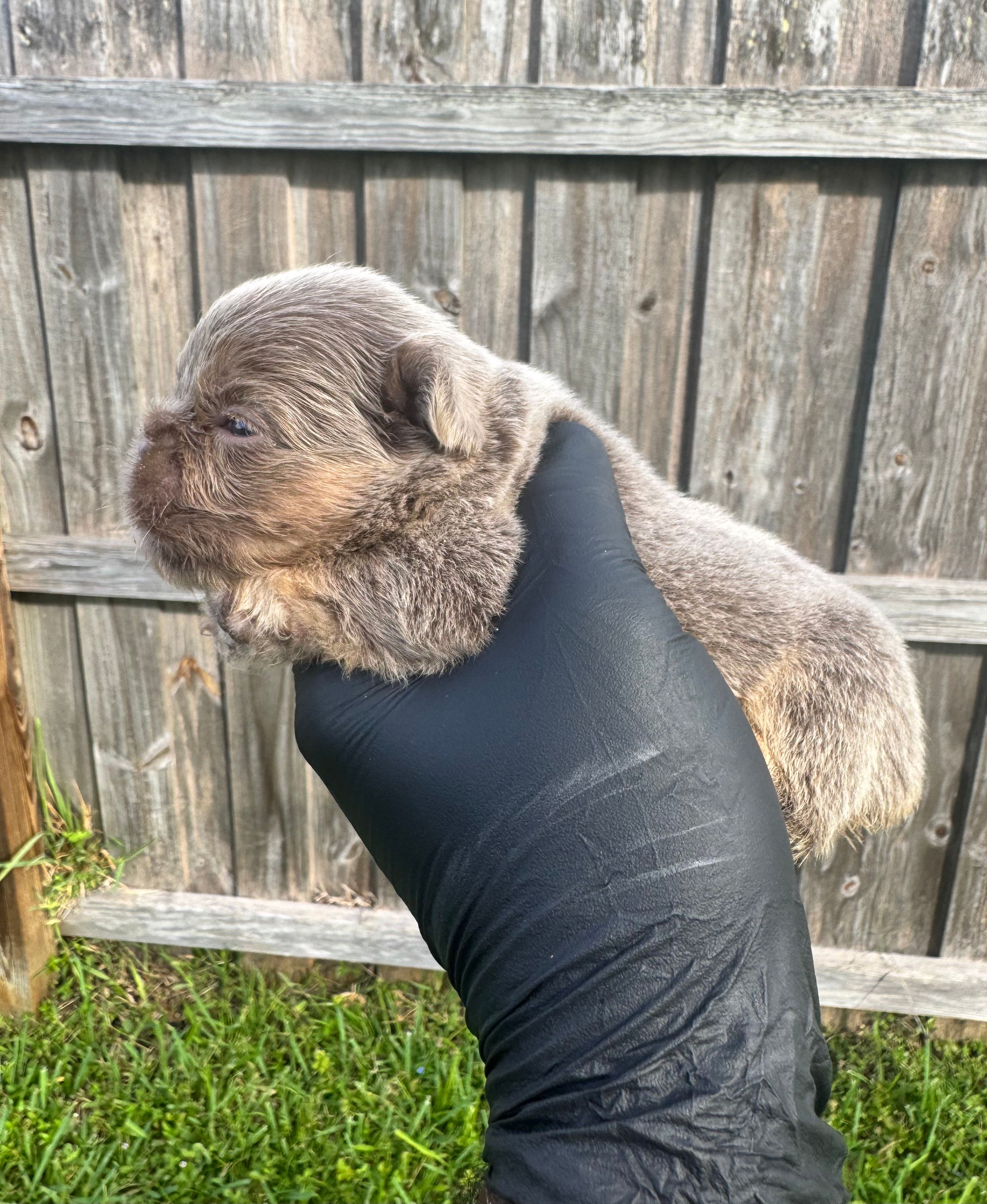Isabella fluffy girl – French Bulldog puppy for sale in Port Saint Lucie, FL