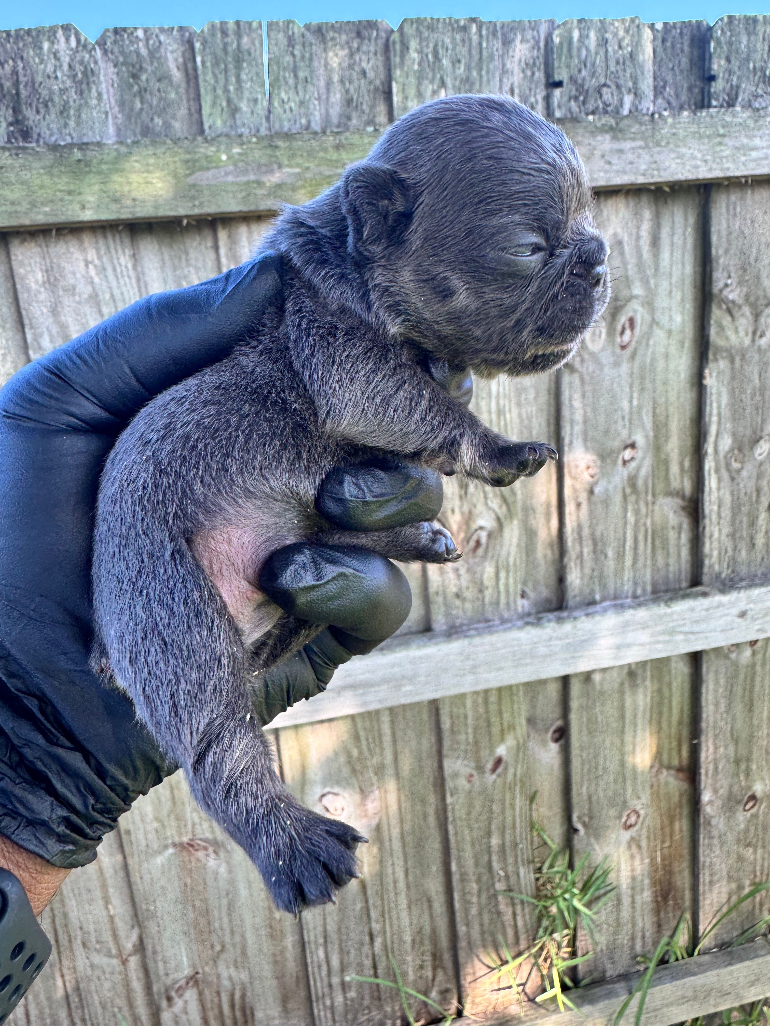 Blue female , a female French Bulldog for sale in Port Saint Lucie, FL – 2 of 4