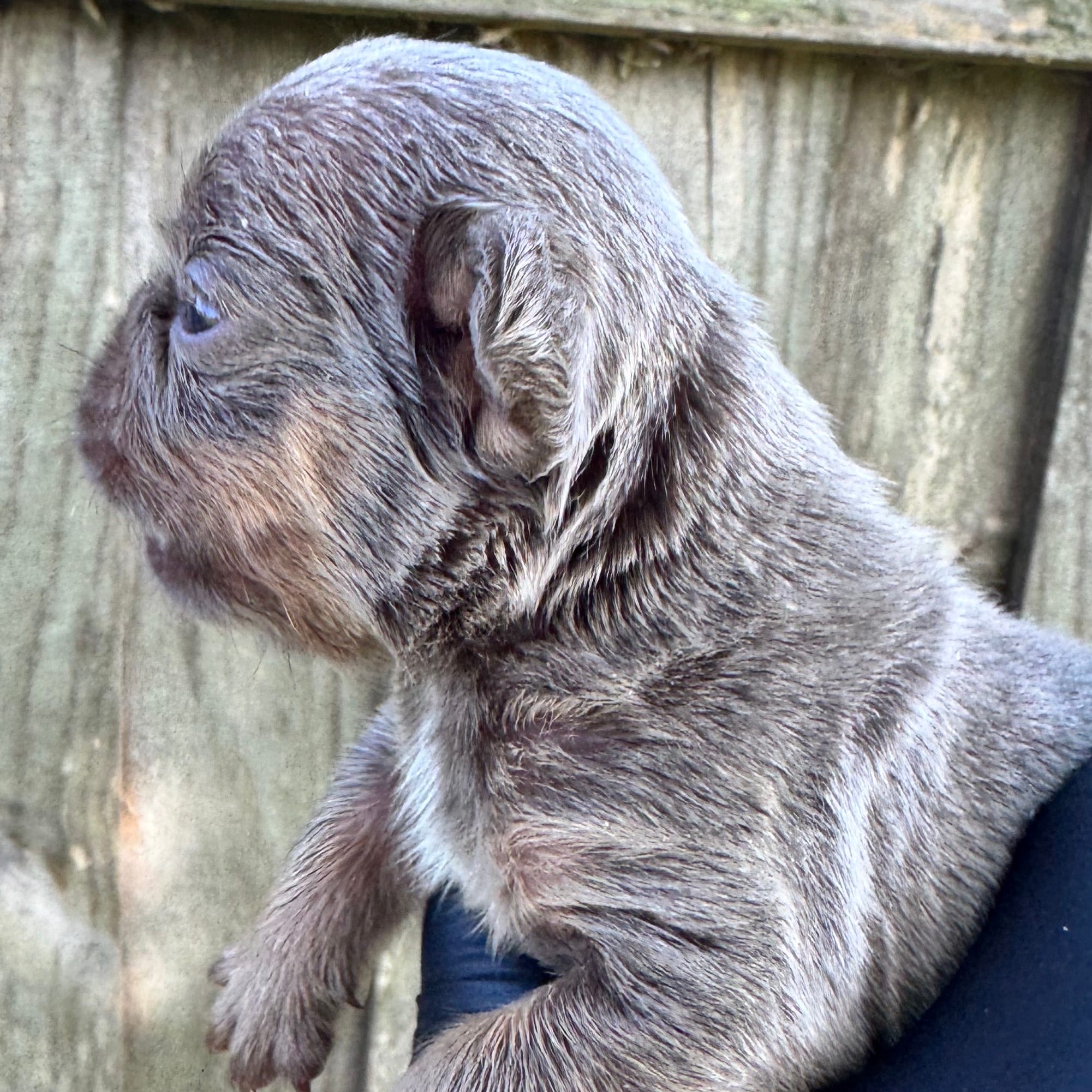 Isabella & tan male, a male French Bulldog for sale in Port Saint Lucie, FL – 3 of 3