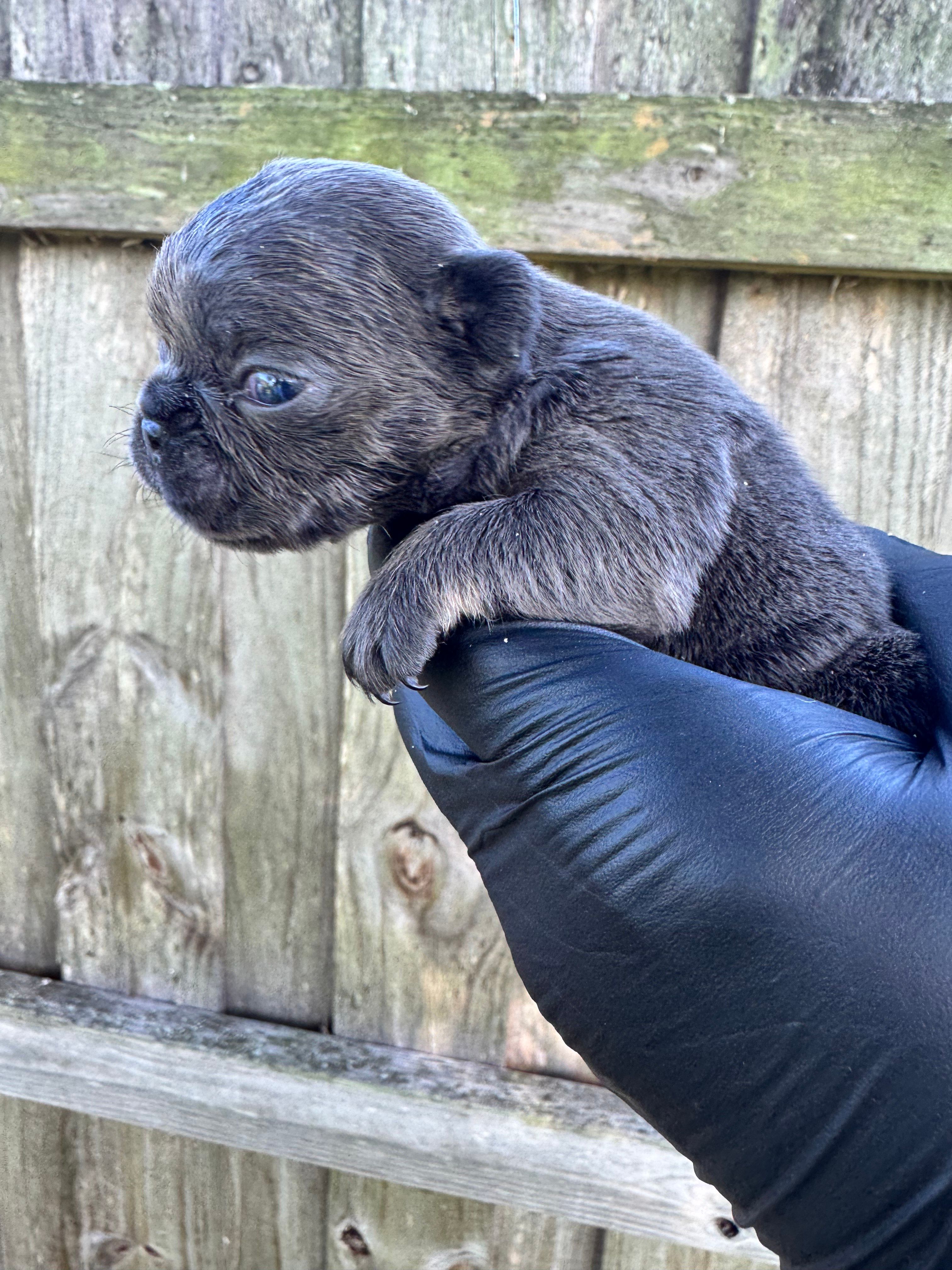 Blue female  – French Bulldog puppy for sale in Port Saint Lucie, FL