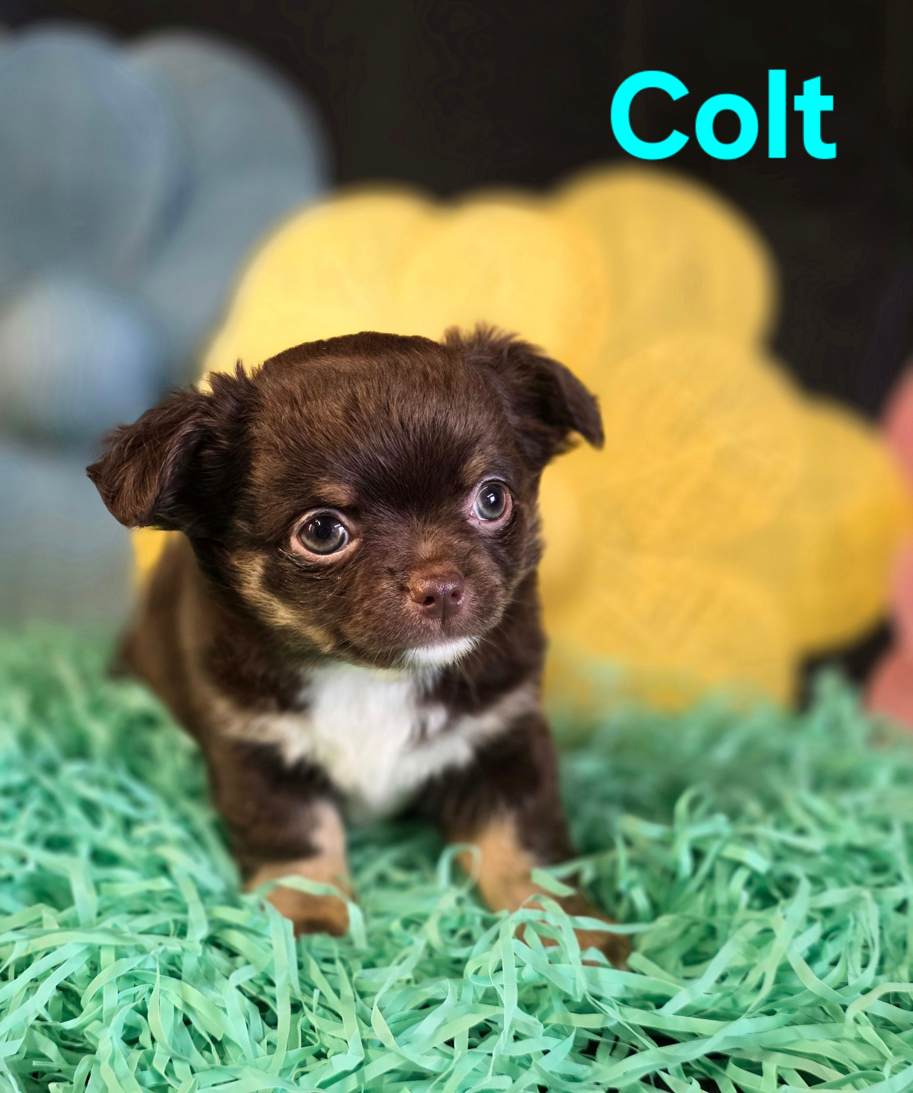 AKC Colt – Chihuahua puppy for sale in Homerville, GA
