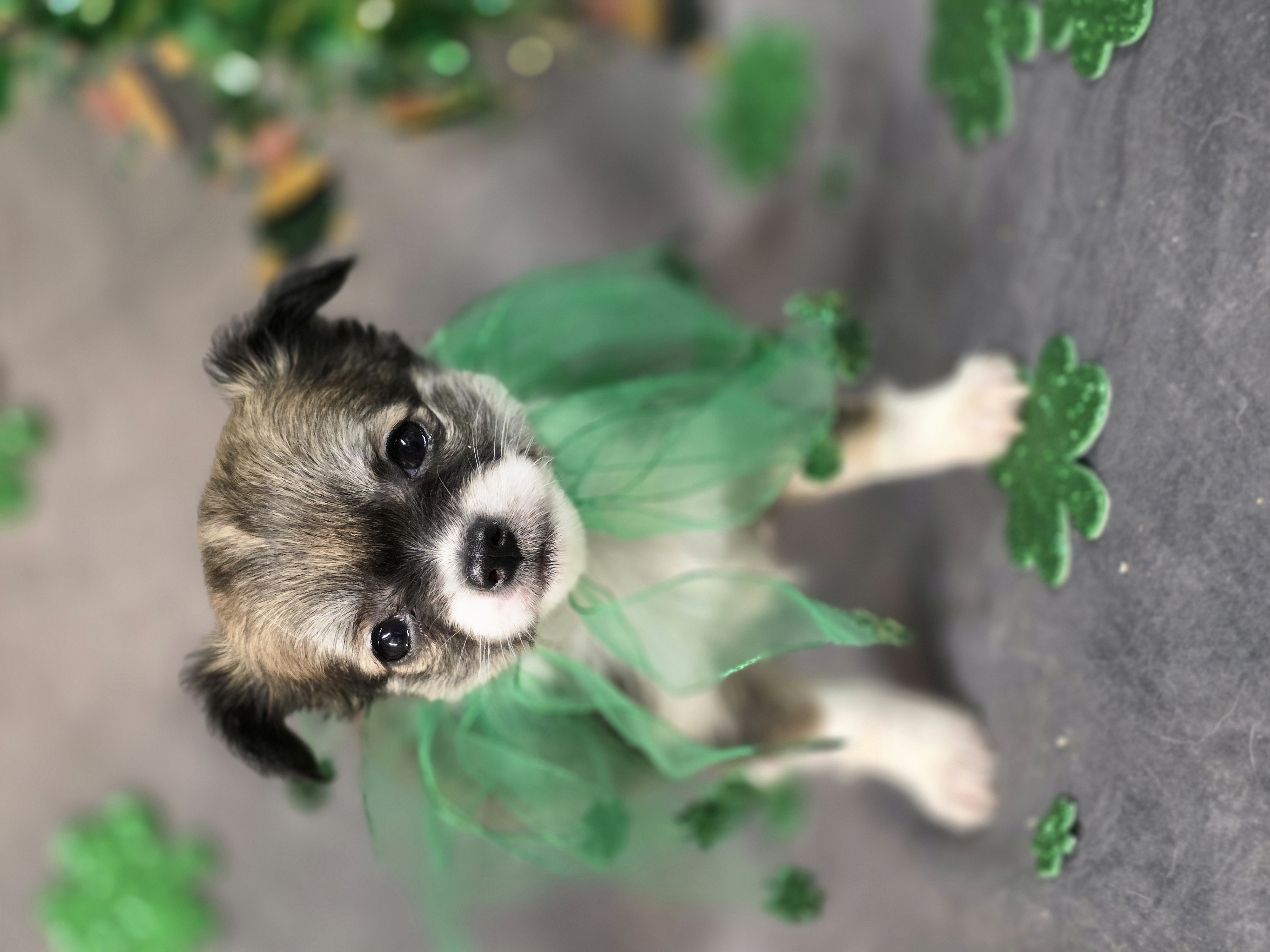 AKC Michelle  – Chihuahua puppy for sale in Homerville, GA