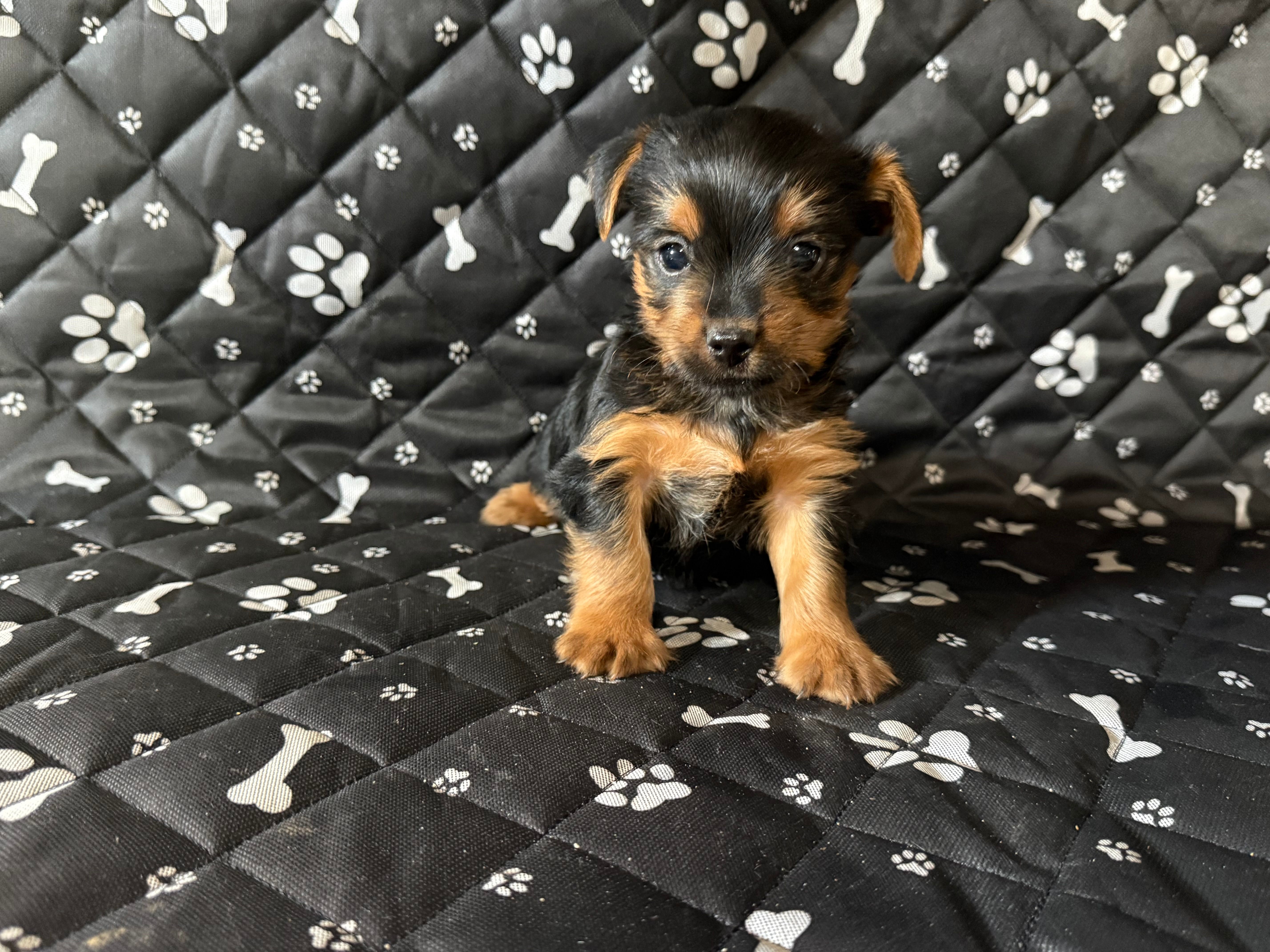 Koby – Yorkshire Terrier puppy for sale in Royal Oak, MI