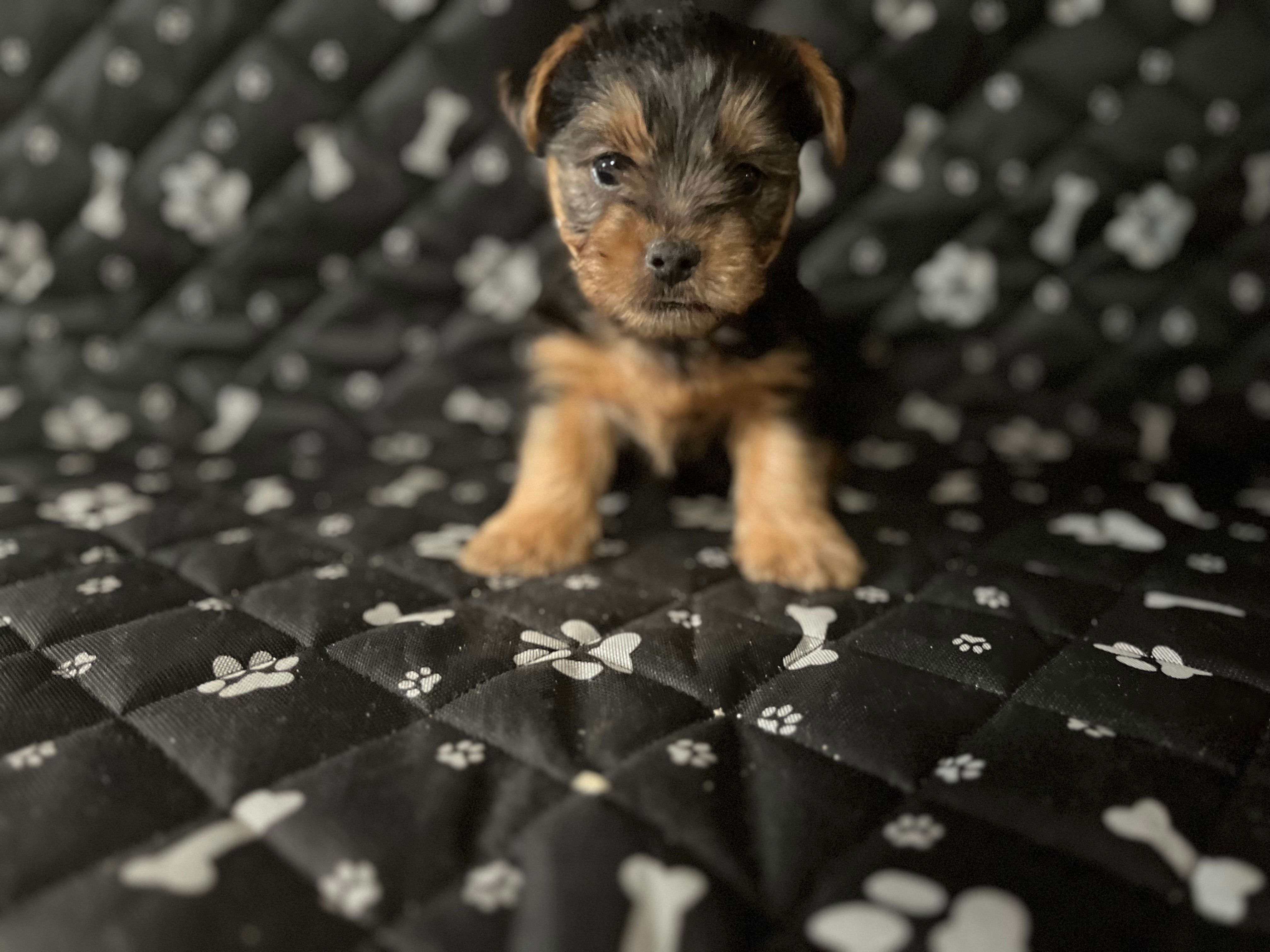 Gizmo – Yorkshire Terrier puppy for sale in Royal Oak, MI