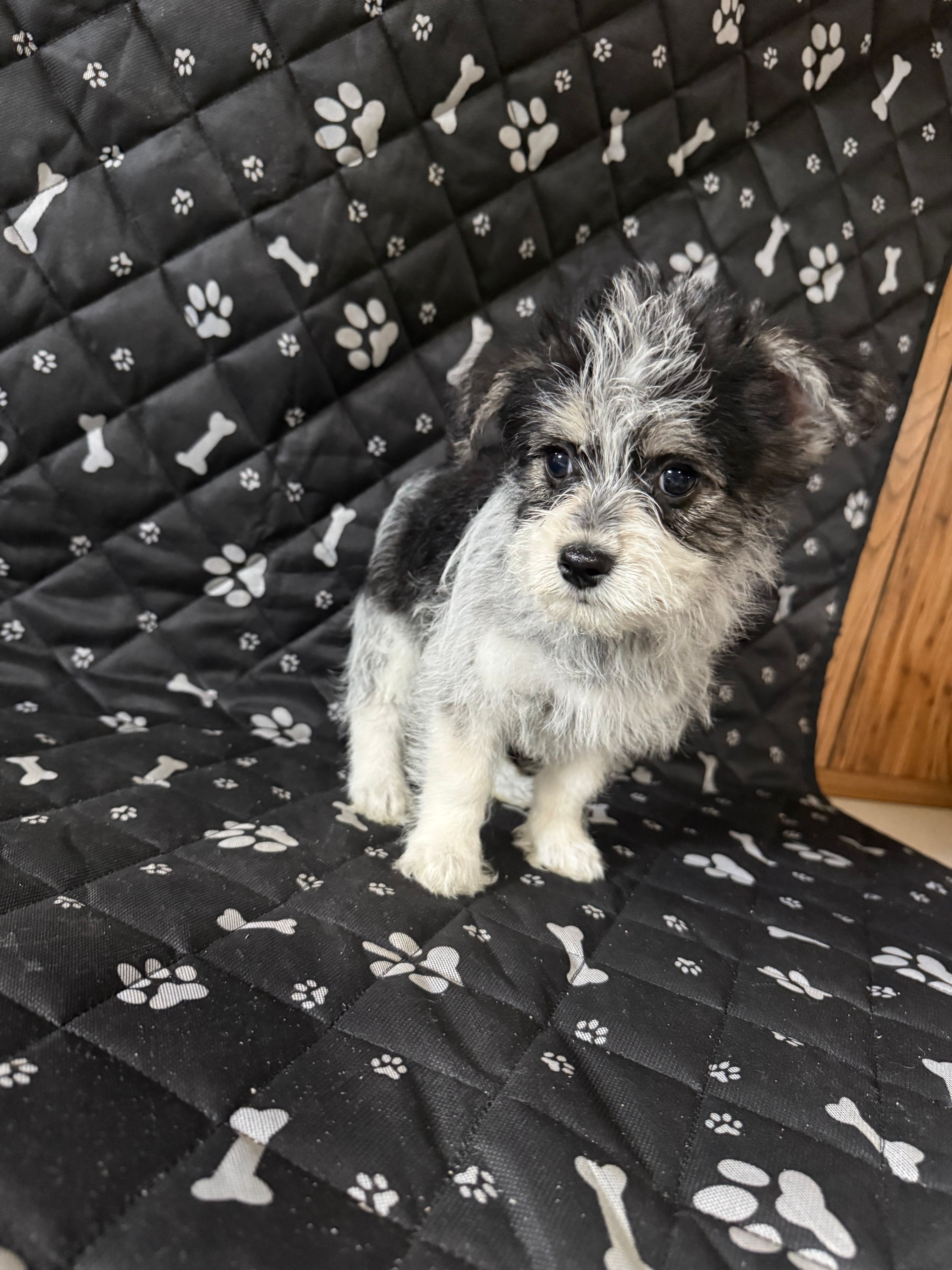 Eddie – Havashire puppy for sale in Royal Oak, MI