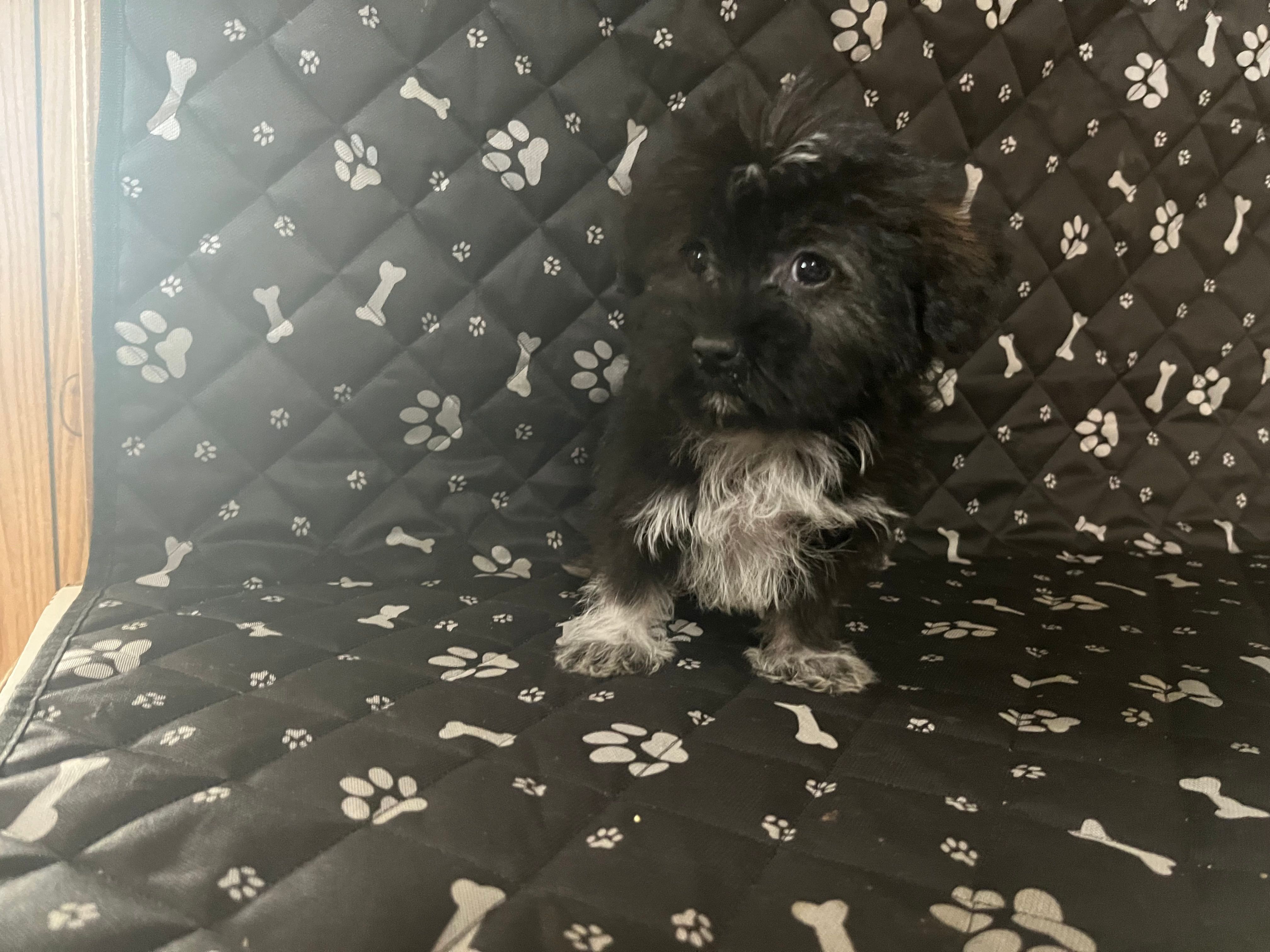 Jack – Havashire puppy for sale in Royal Oak, MI