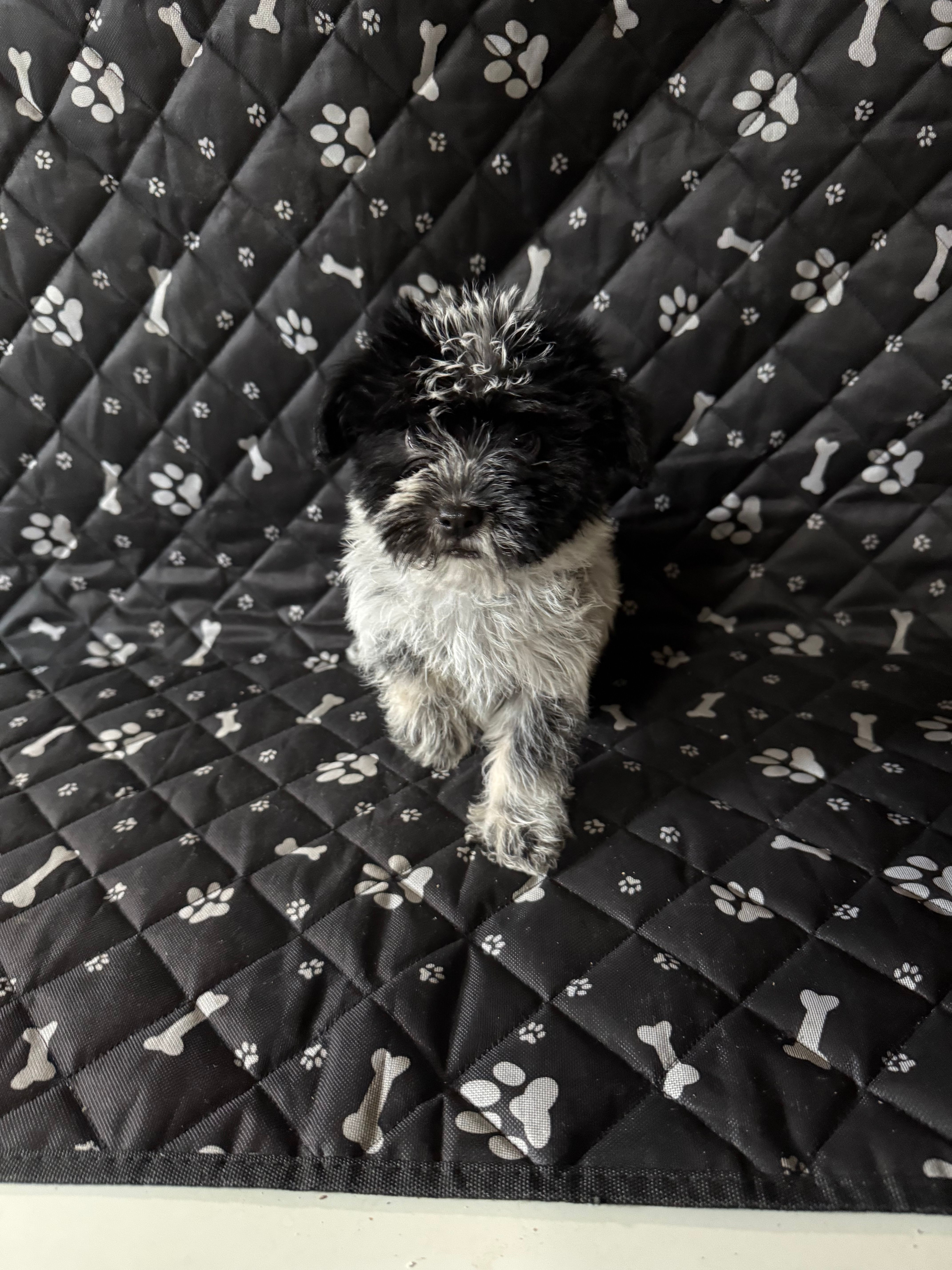 Eddie – Havashire puppy for sale in Royal Oak, MI