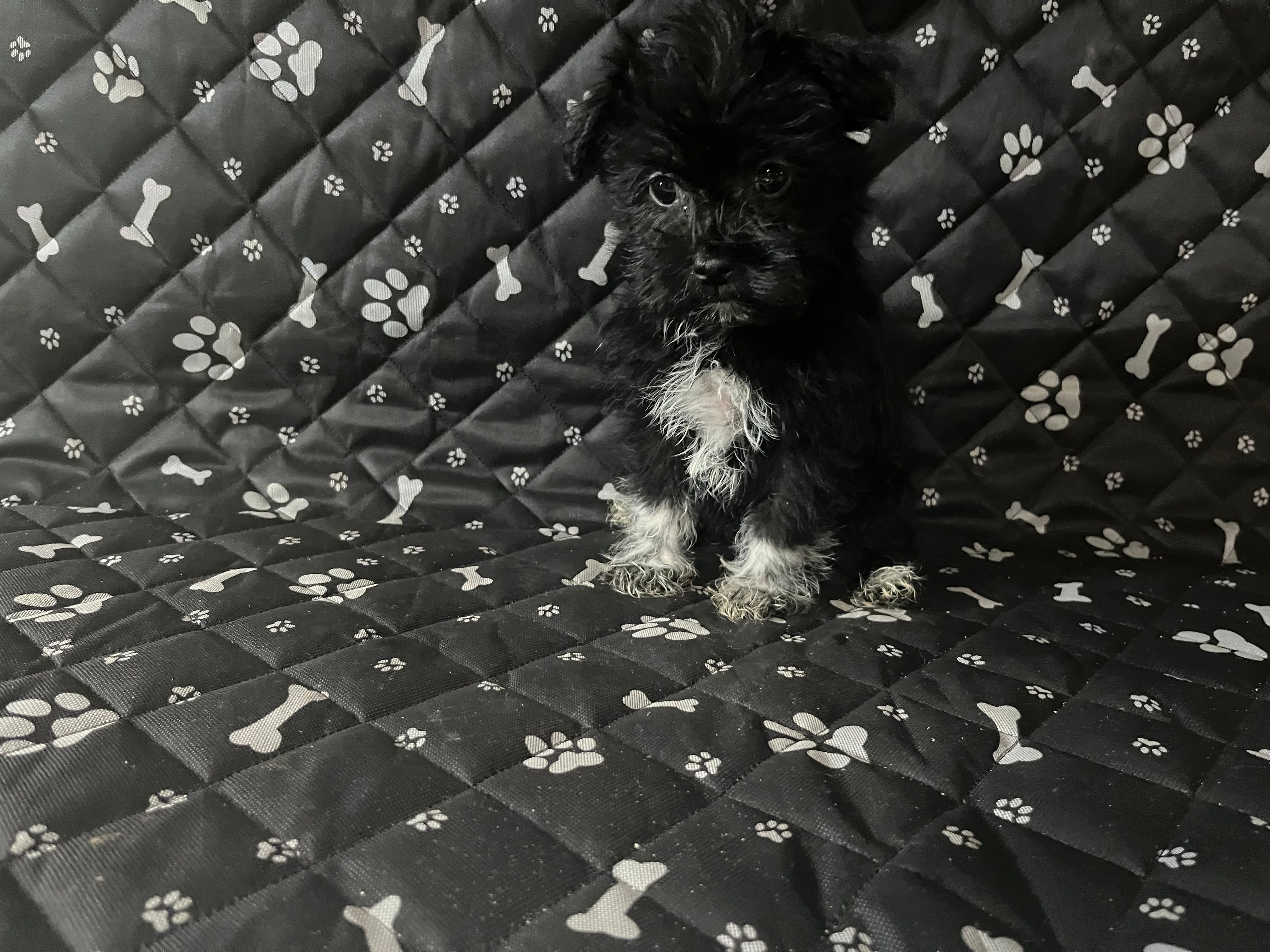 Rex – Havashire puppy for sale in Royal Oak, MI