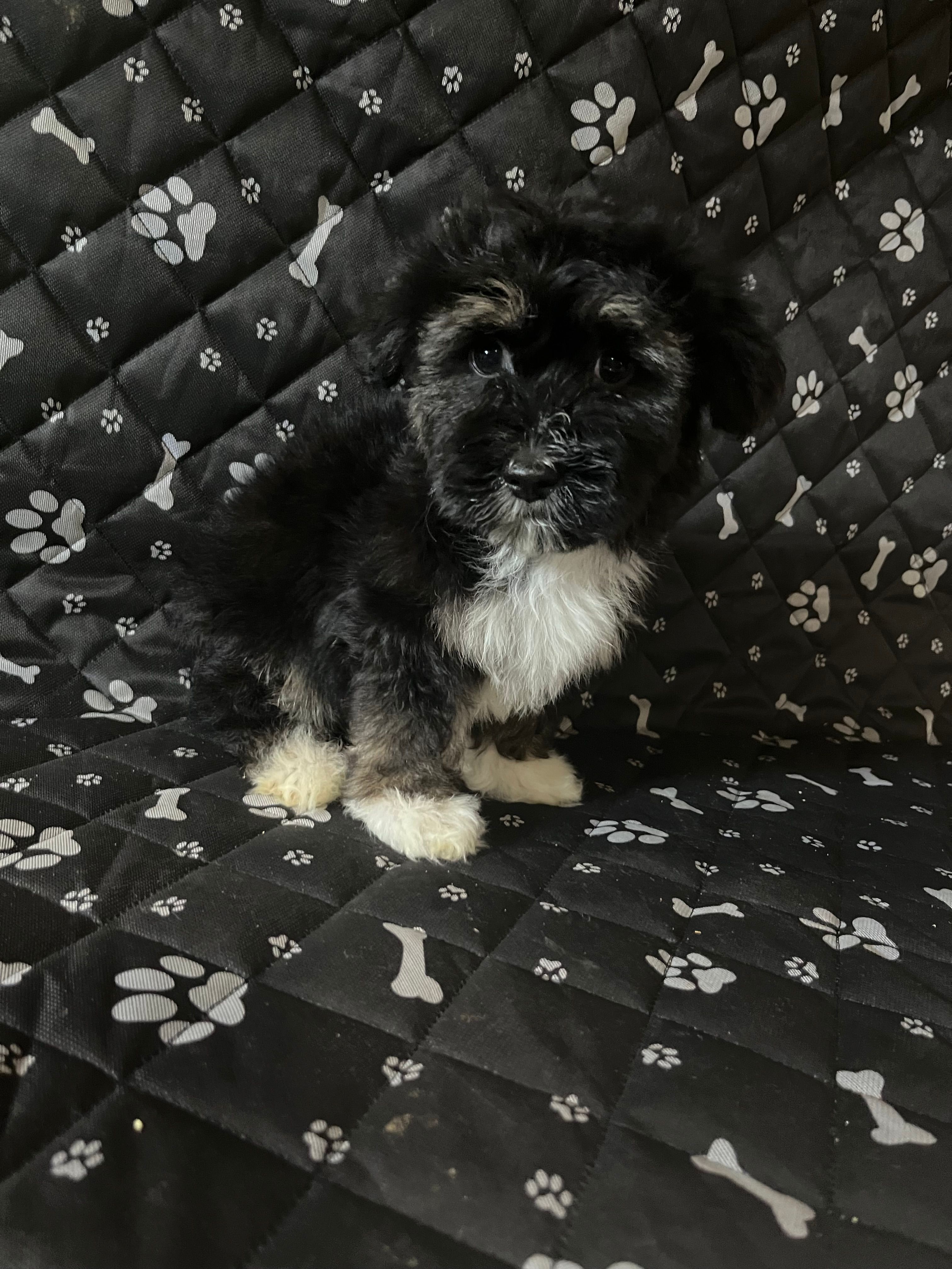 Henry – Havashire puppy for sale in Royal Oak, MI