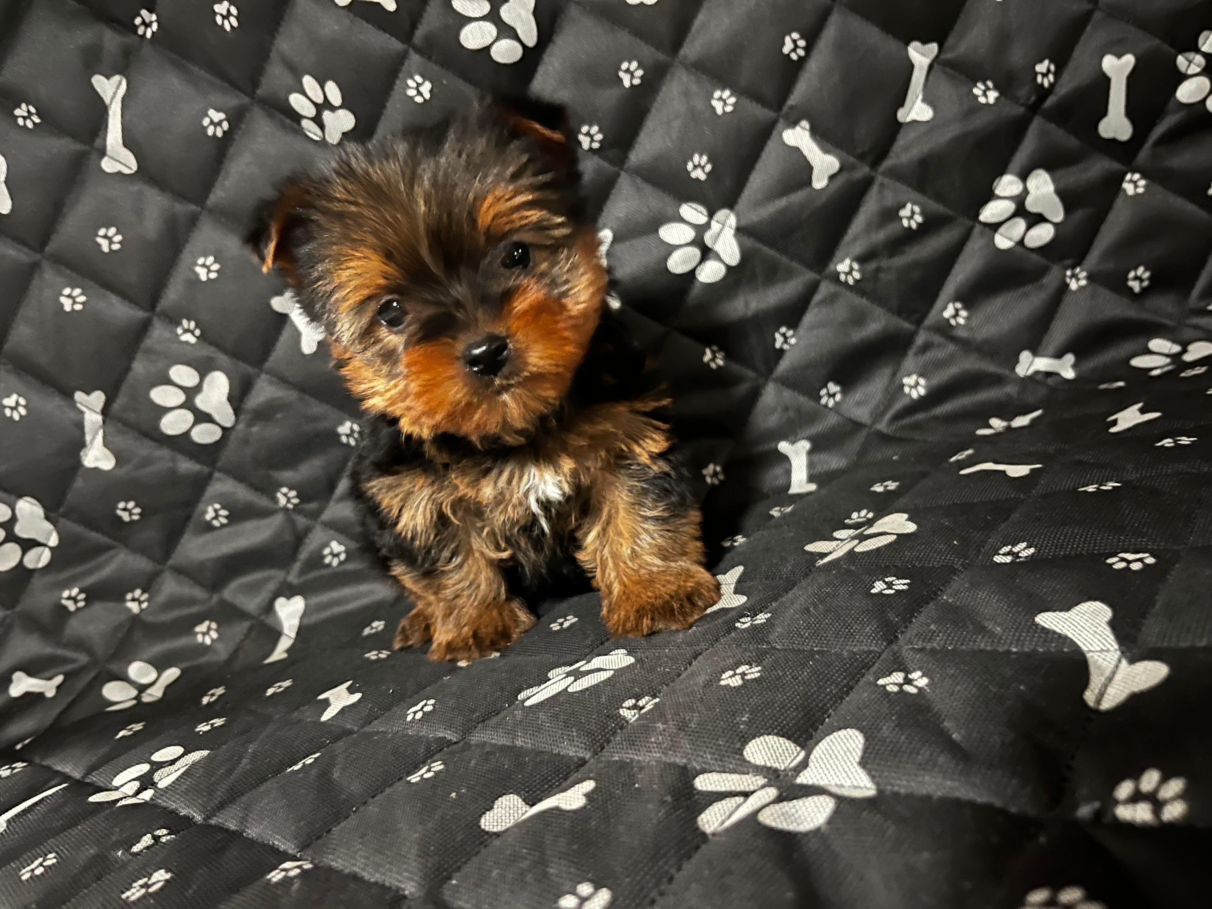 Jack – Yorkshire Terrier puppy for sale in Royal Oak, MI