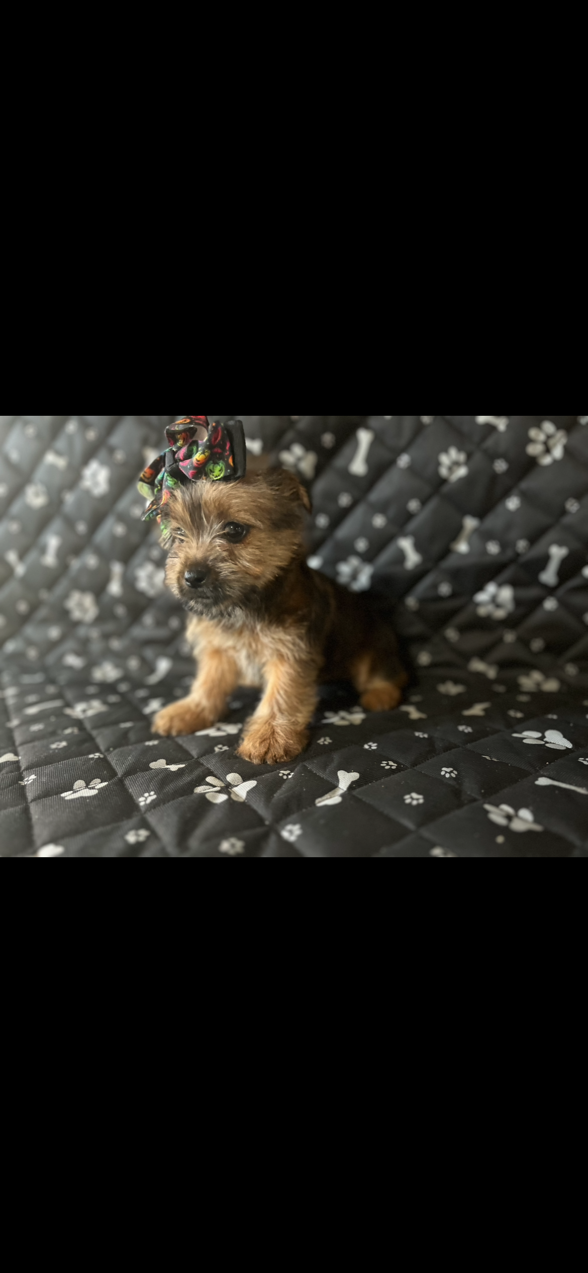 lola – Yorkshire Terrier puppy for sale in Royal Oak, MI