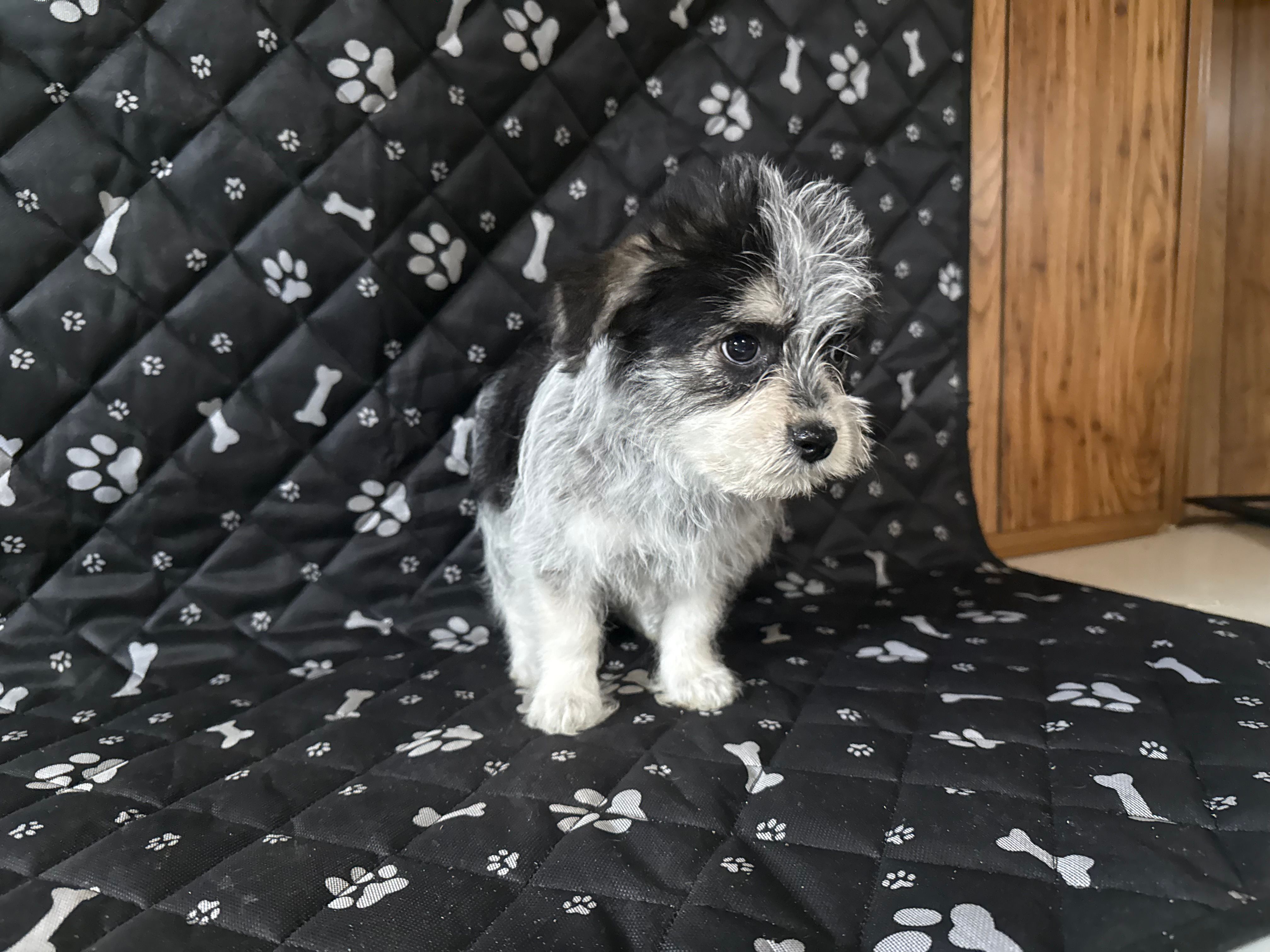 Gizmo – Havashire puppy for sale in Royal Oak, MI