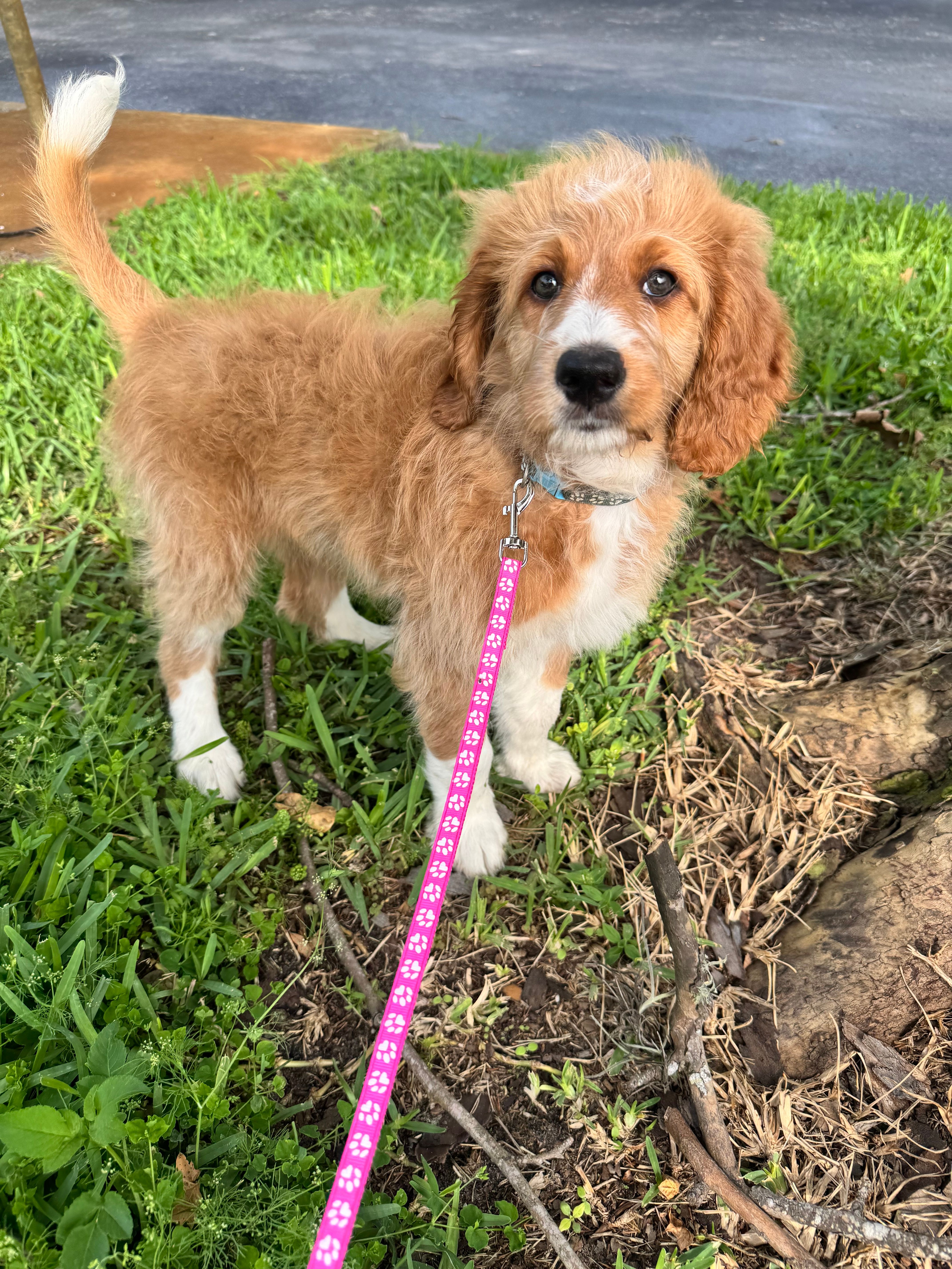 Ivy – Bernedoodle puppy for sale in Apopka, FL