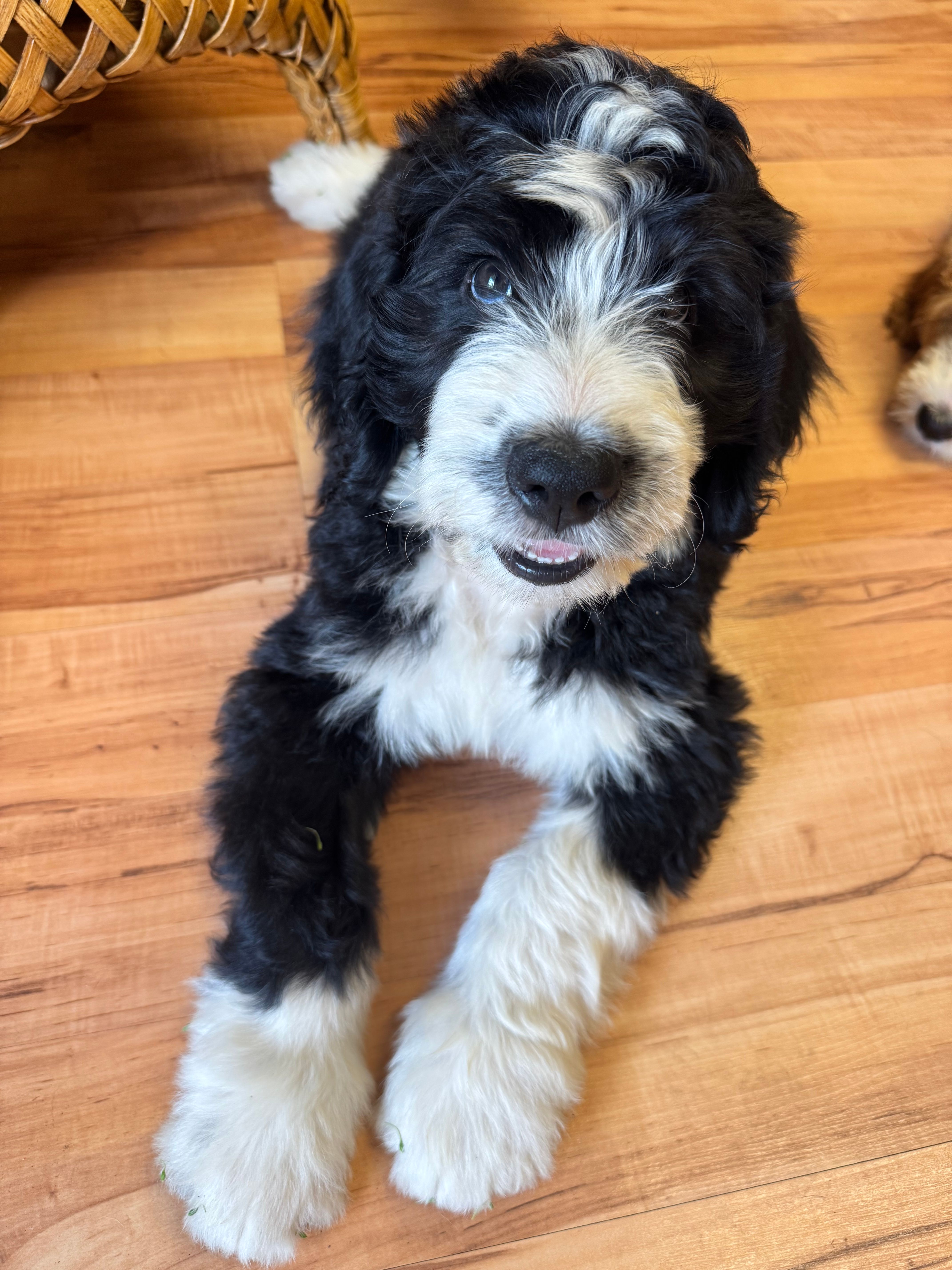Shamrock – Bernedoodle puppy for sale in Apopka, FL