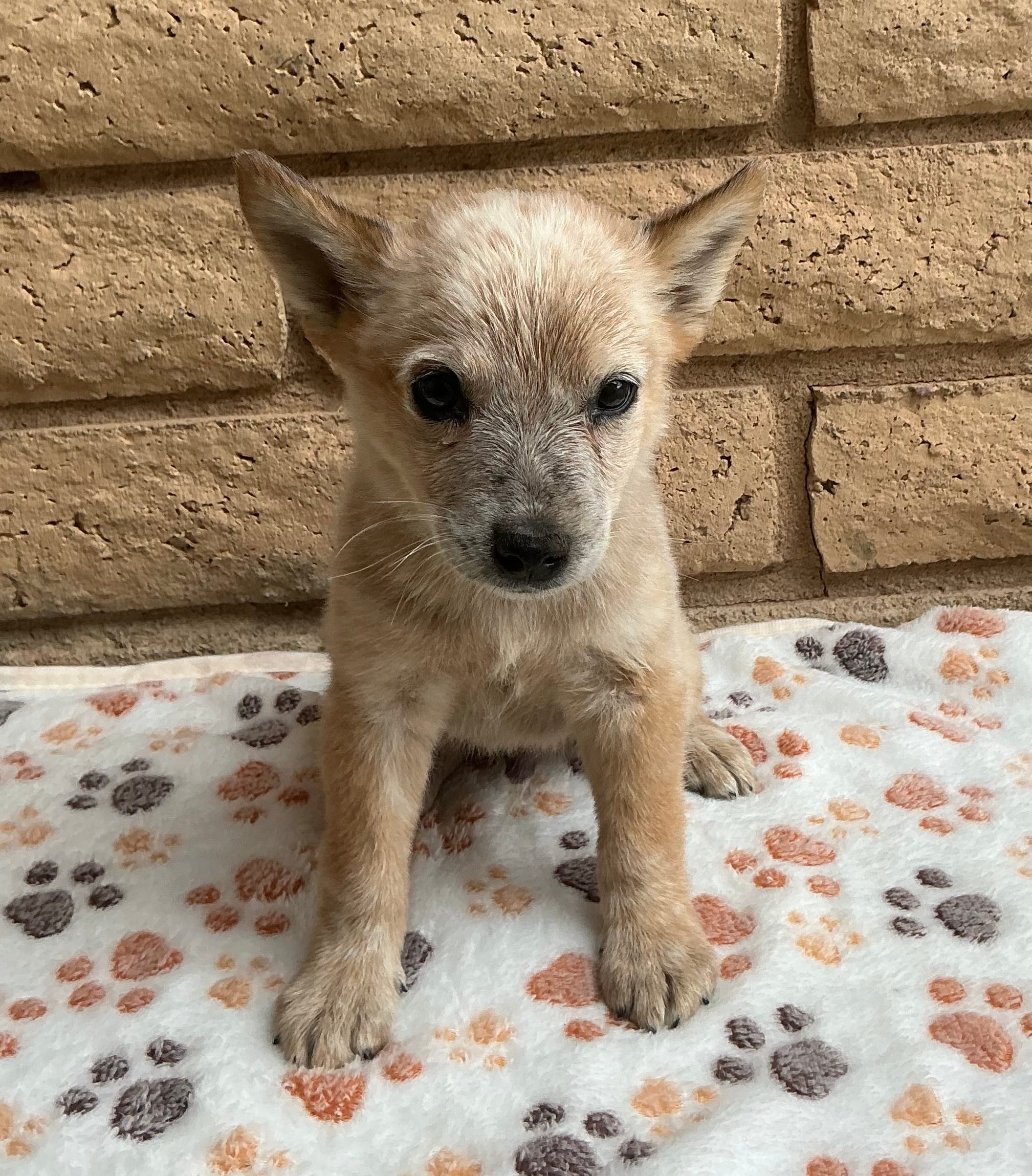 Red – Australian Cattle Dog puppy for sale in Mesa, AZ