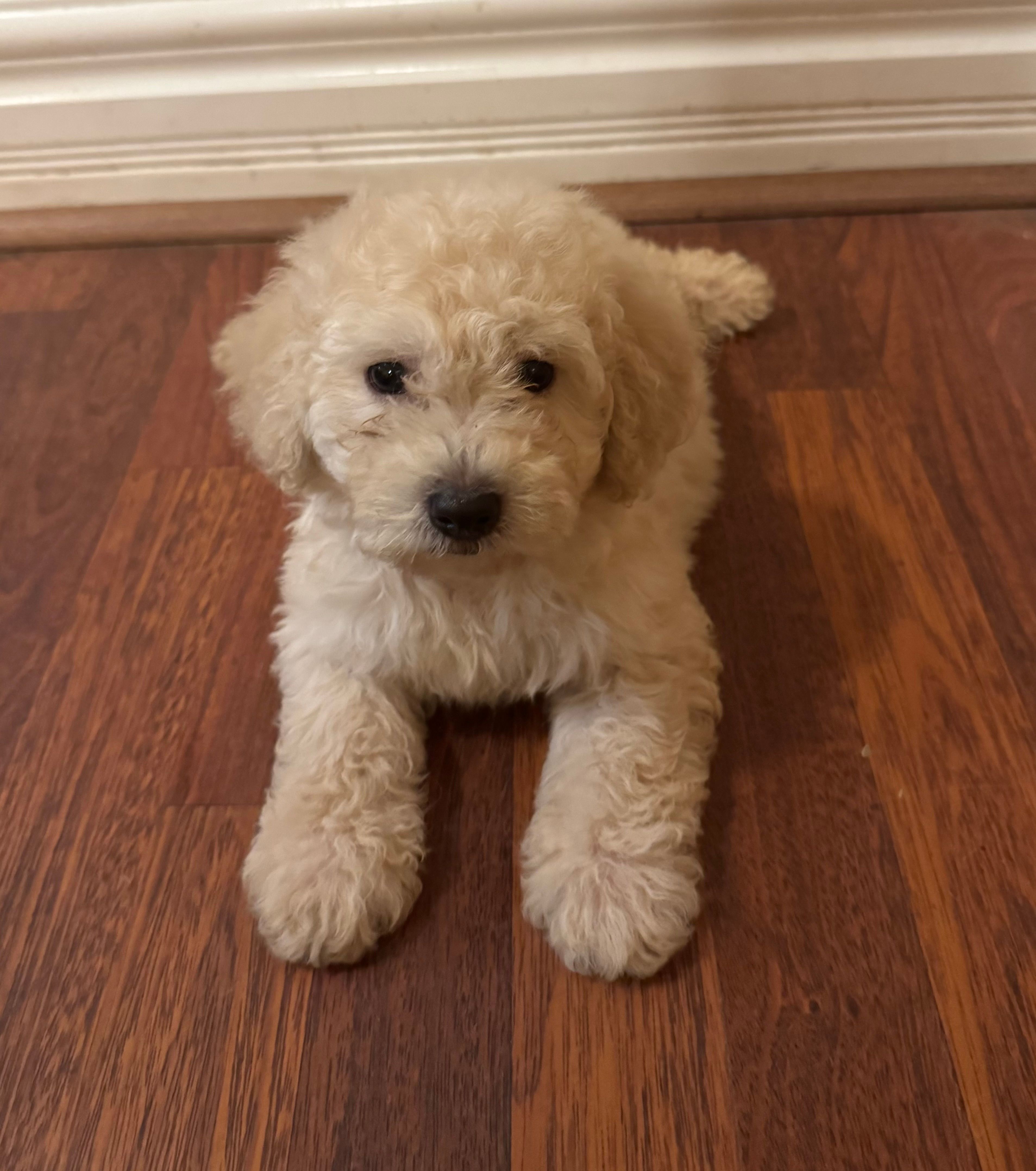 Marshall  – Poodle - Miniature  puppy for sale in Mesa, AZ
