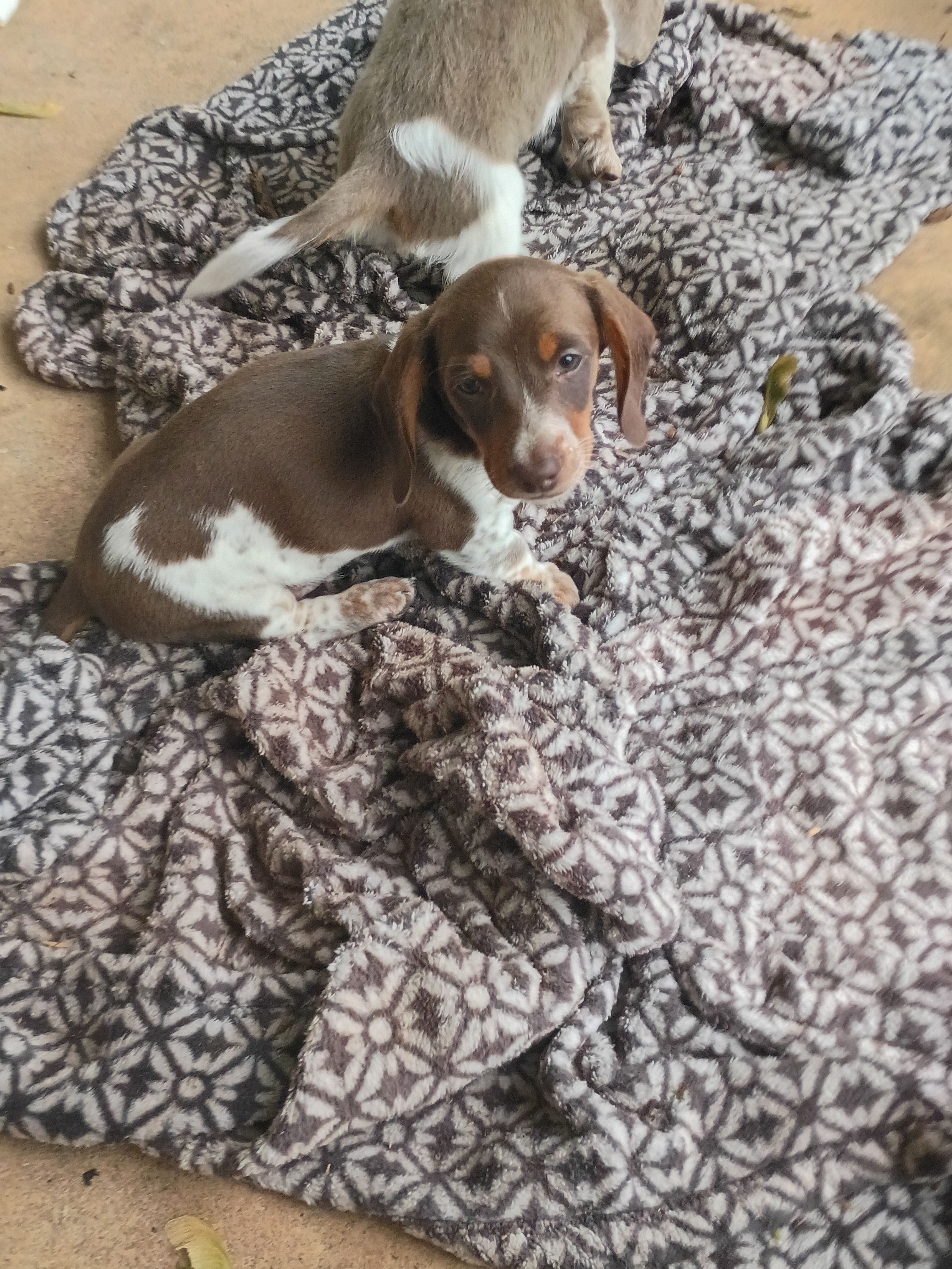 Bear – Miniature Dachshund puppy for sale in Denver, PA
