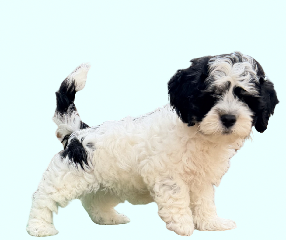 Paxton – Cavapoo puppy for sale in Oak Island, NC