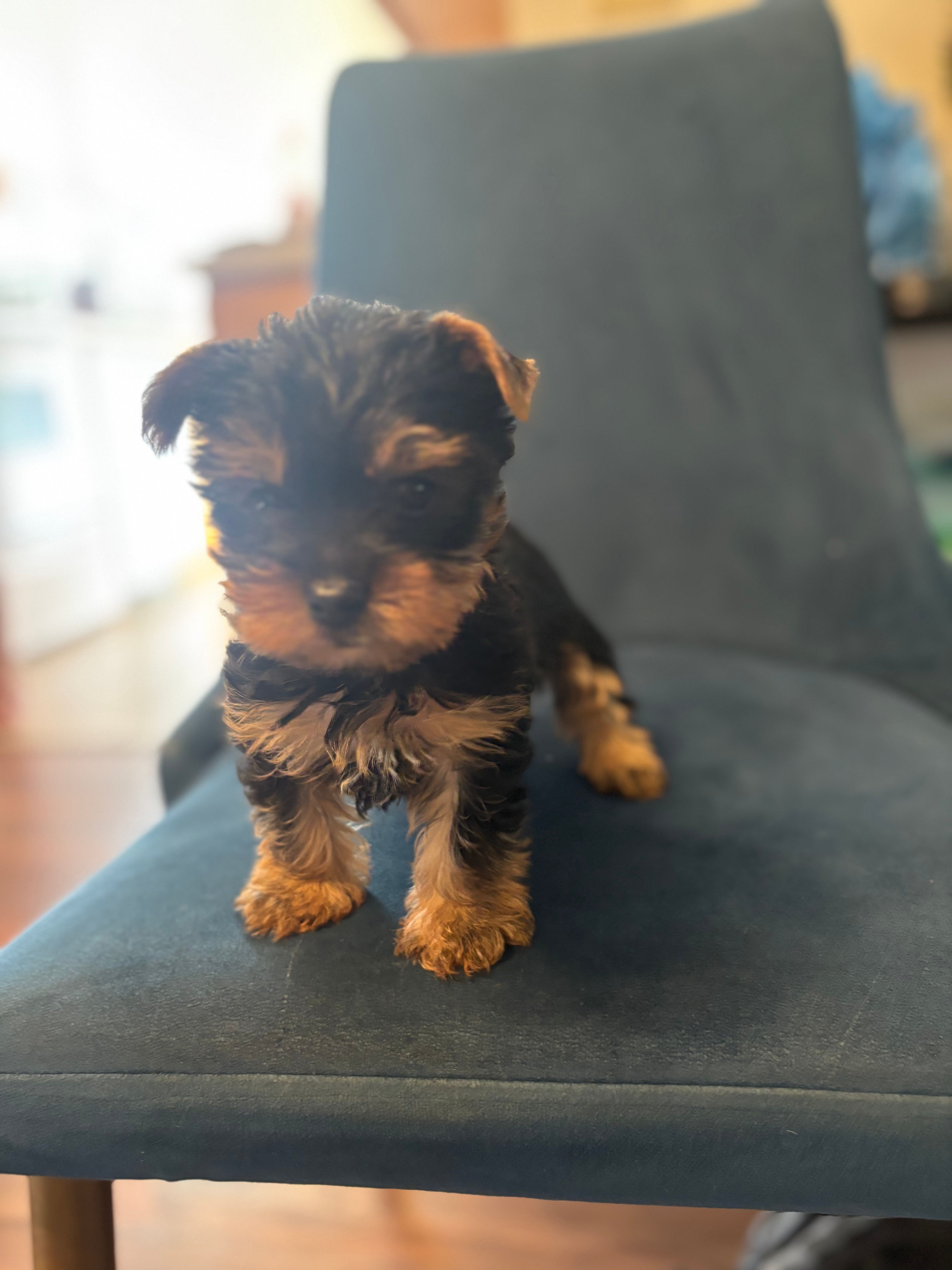 Rocky  – Yorkshire Terrier puppy for sale in Bushkill, PA